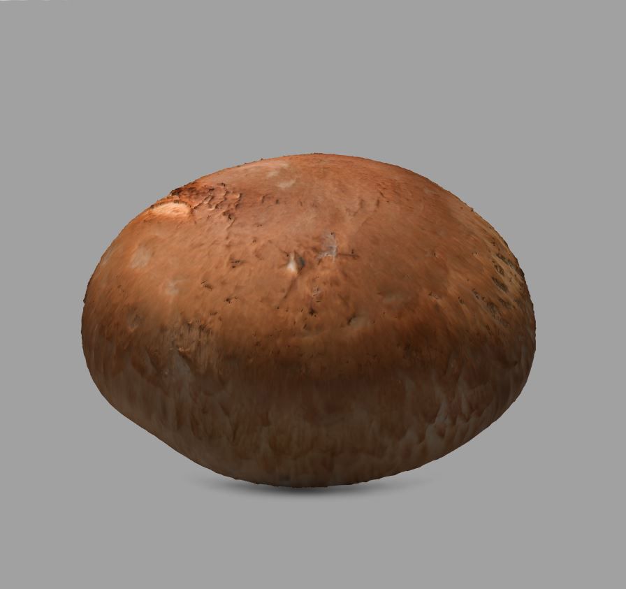 Champignon réaliste royalty-free 3d model - Preview no. 5