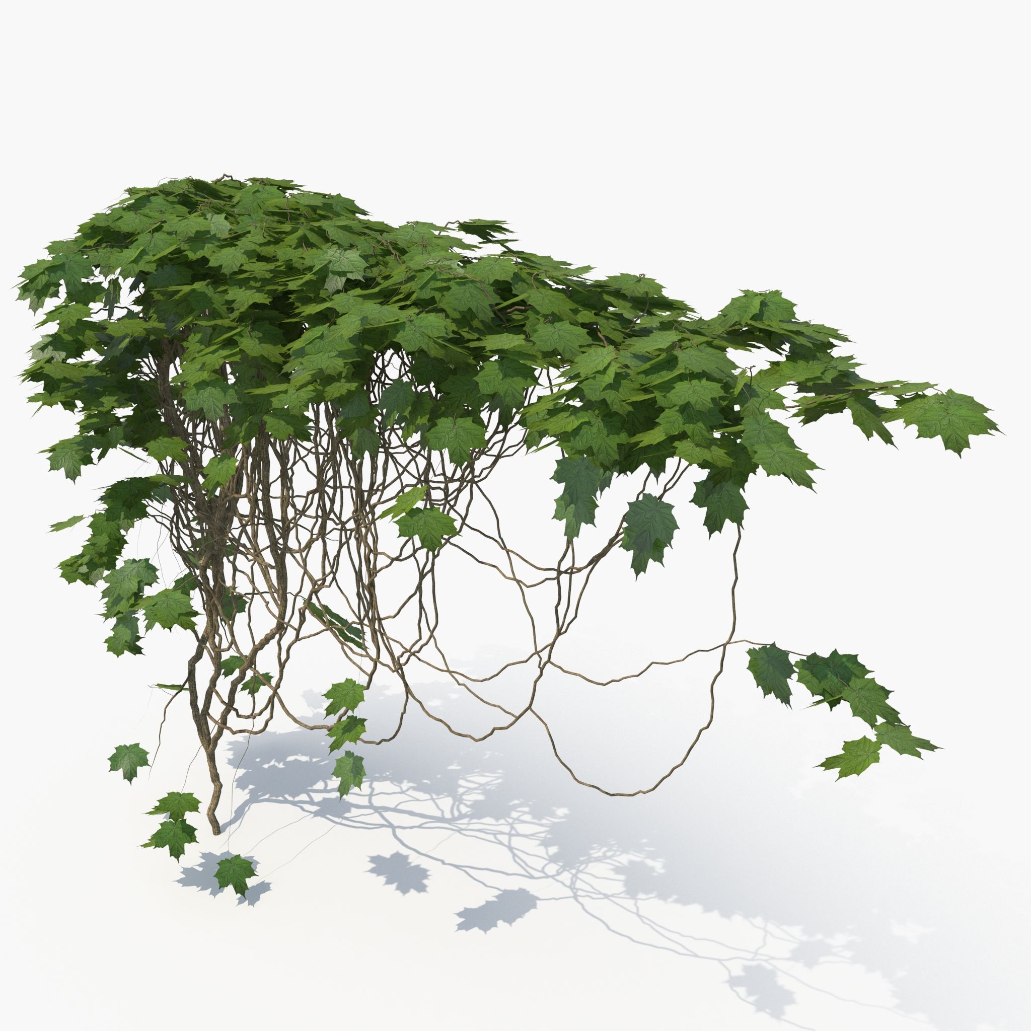 Ivy 3d model