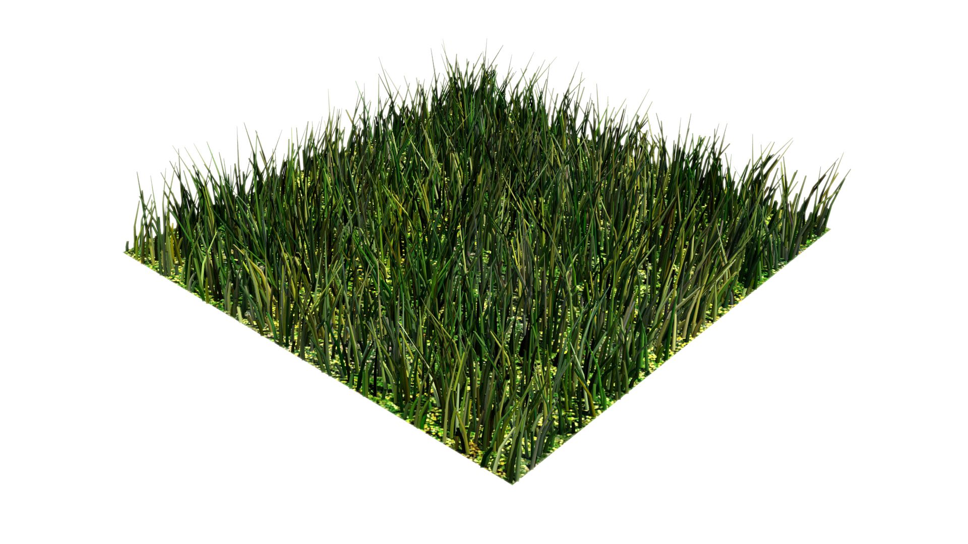 grass multi royalty-free 3d model - Preview no. 5