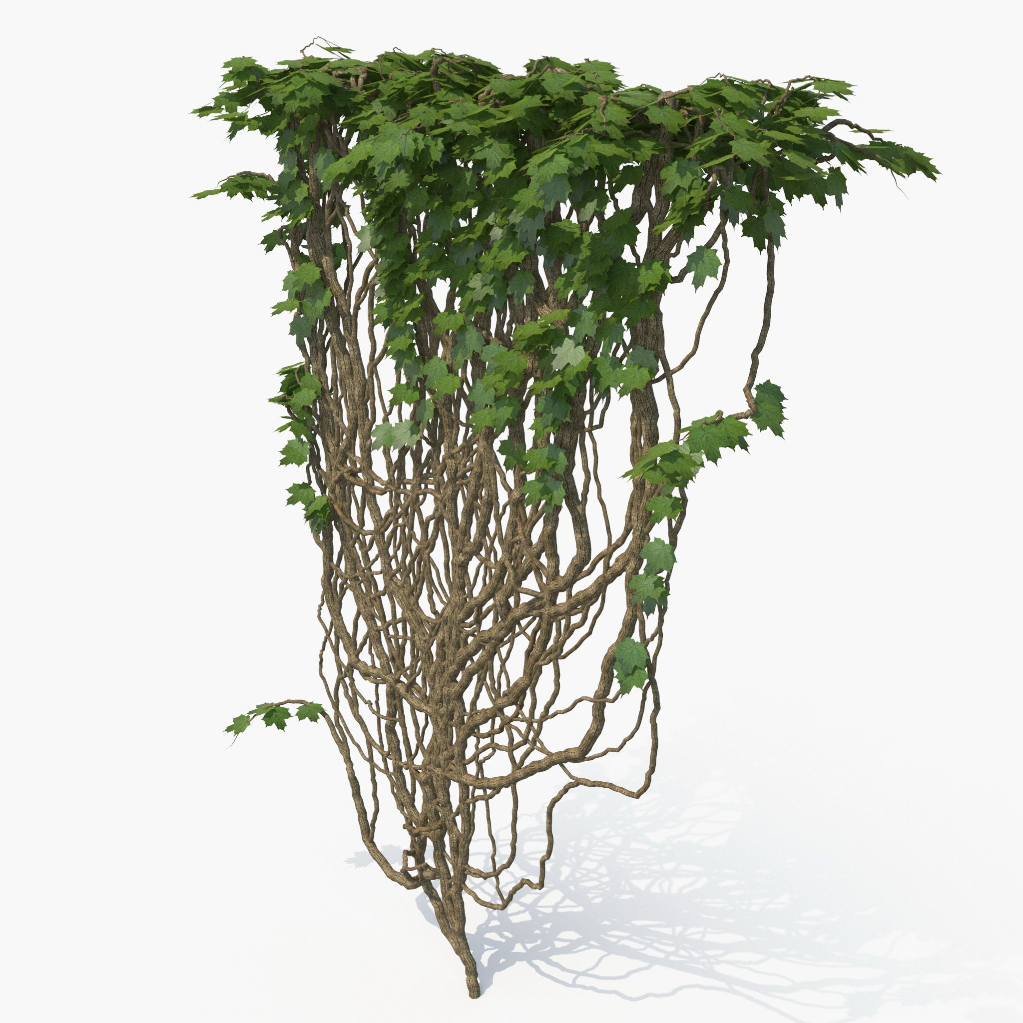 Ivy 3d model