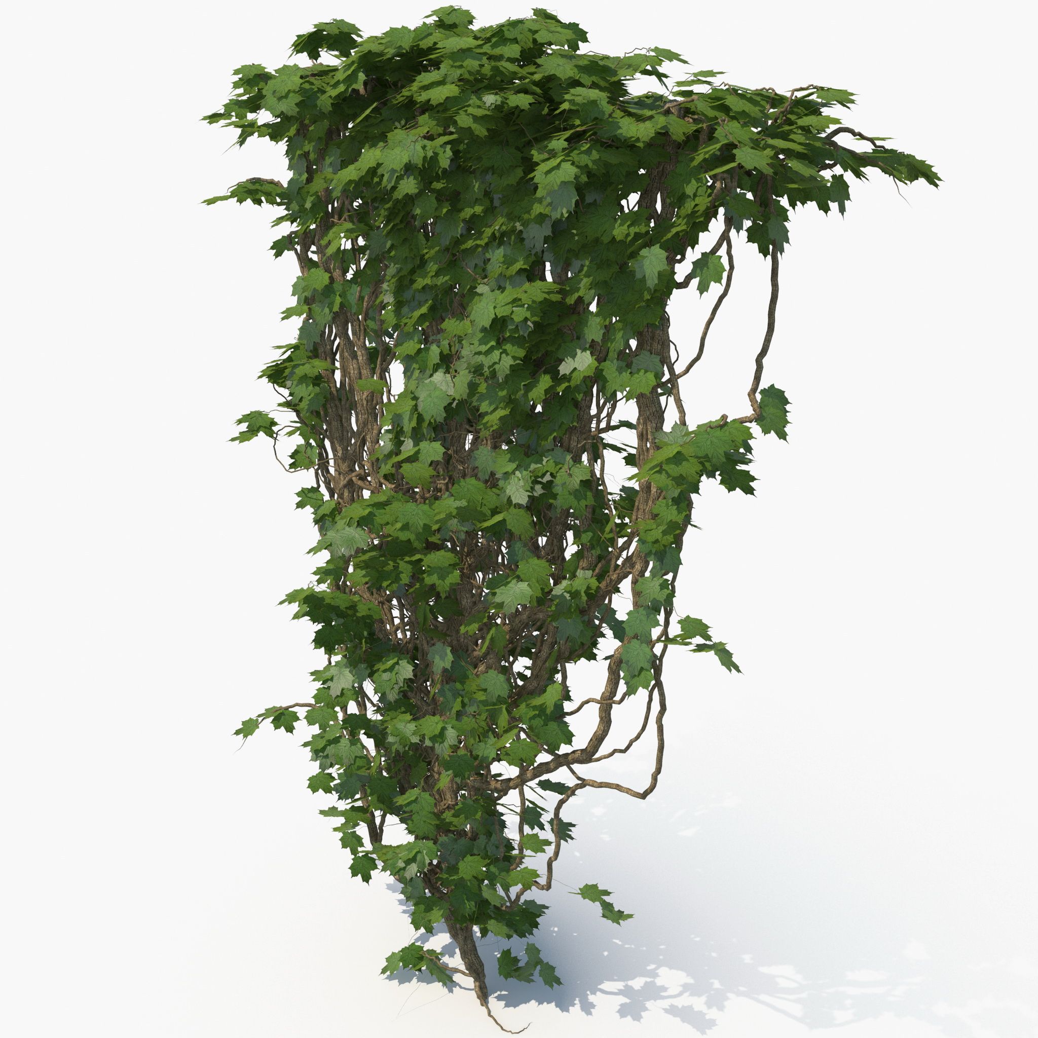 Ivy 3d model