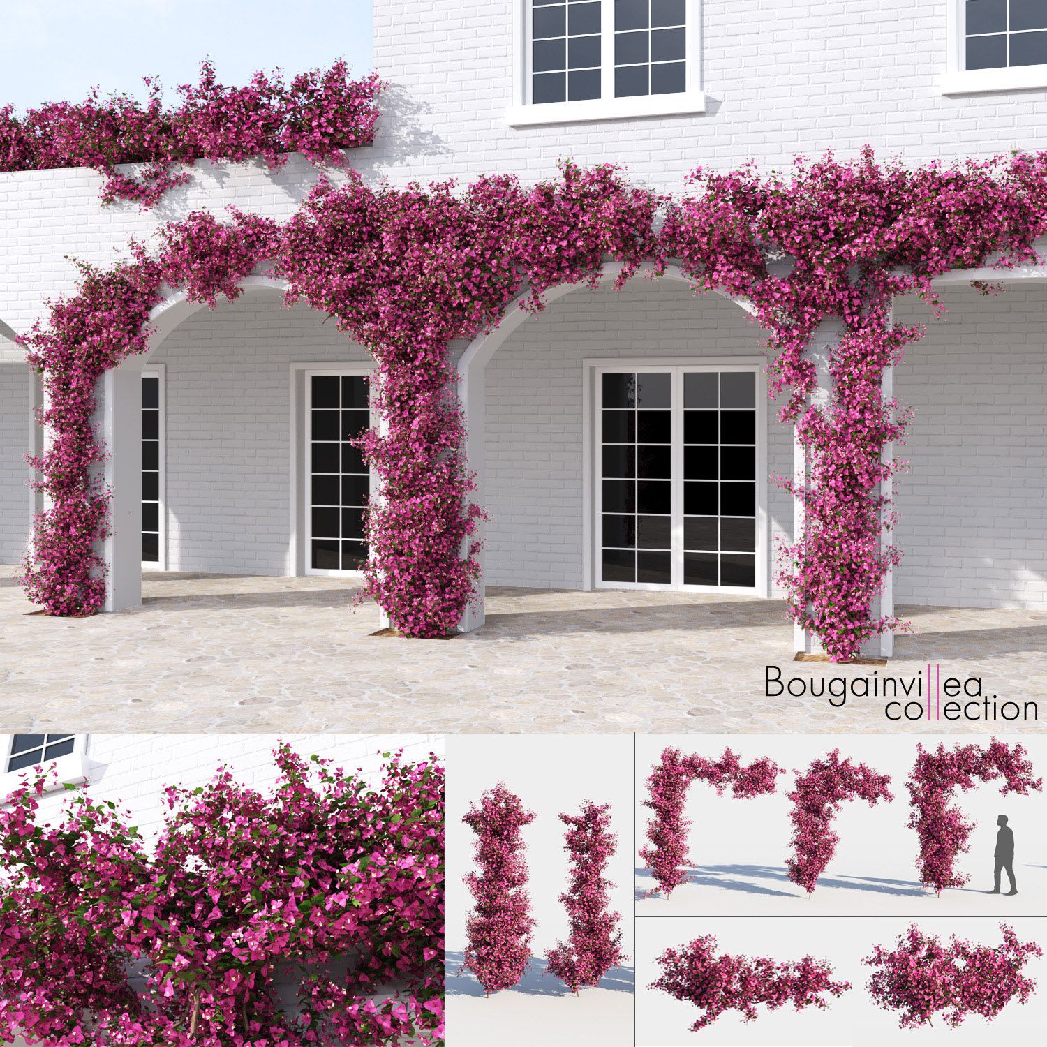 Bougainvillea Collection (+GrowFX) 3d model