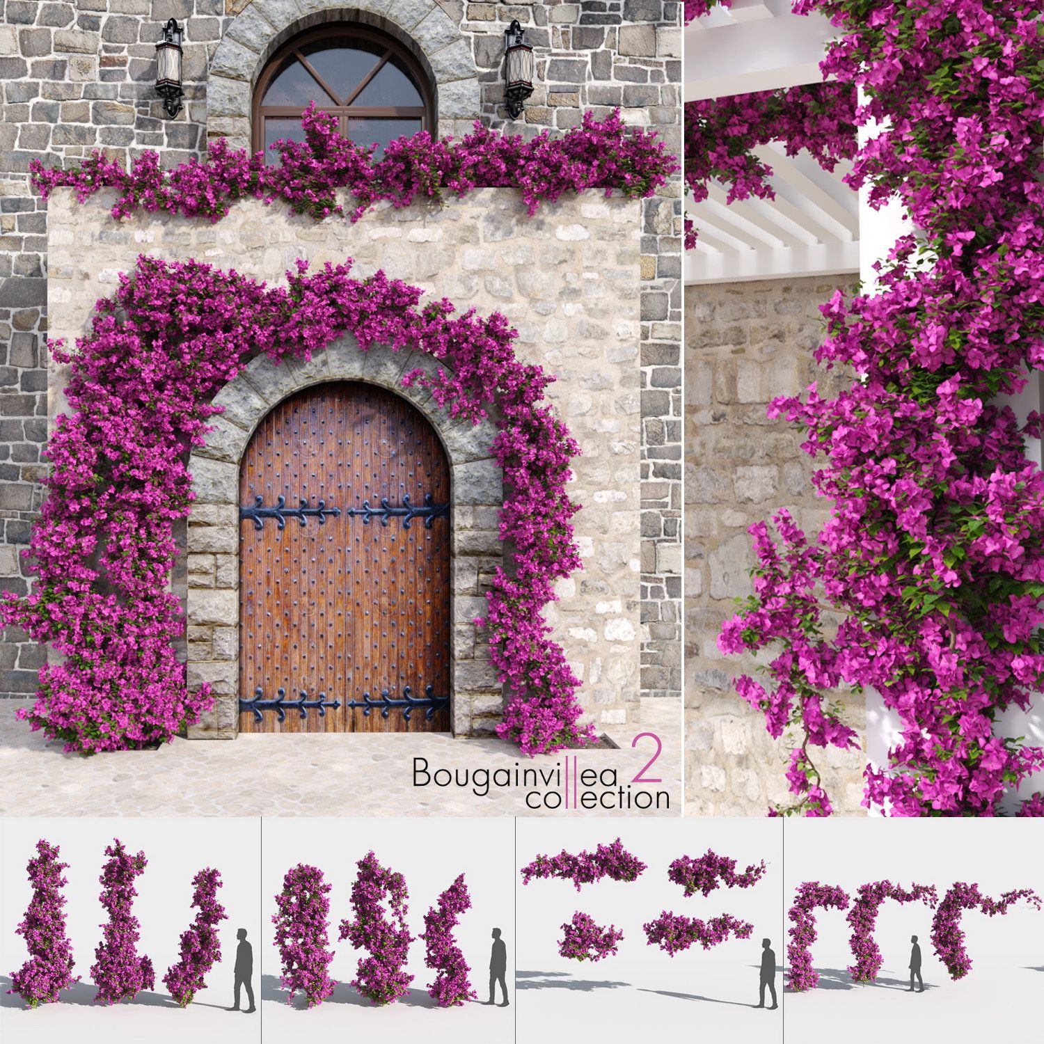 Bougainvillea Collection 2 (+GrowFX) 3d model