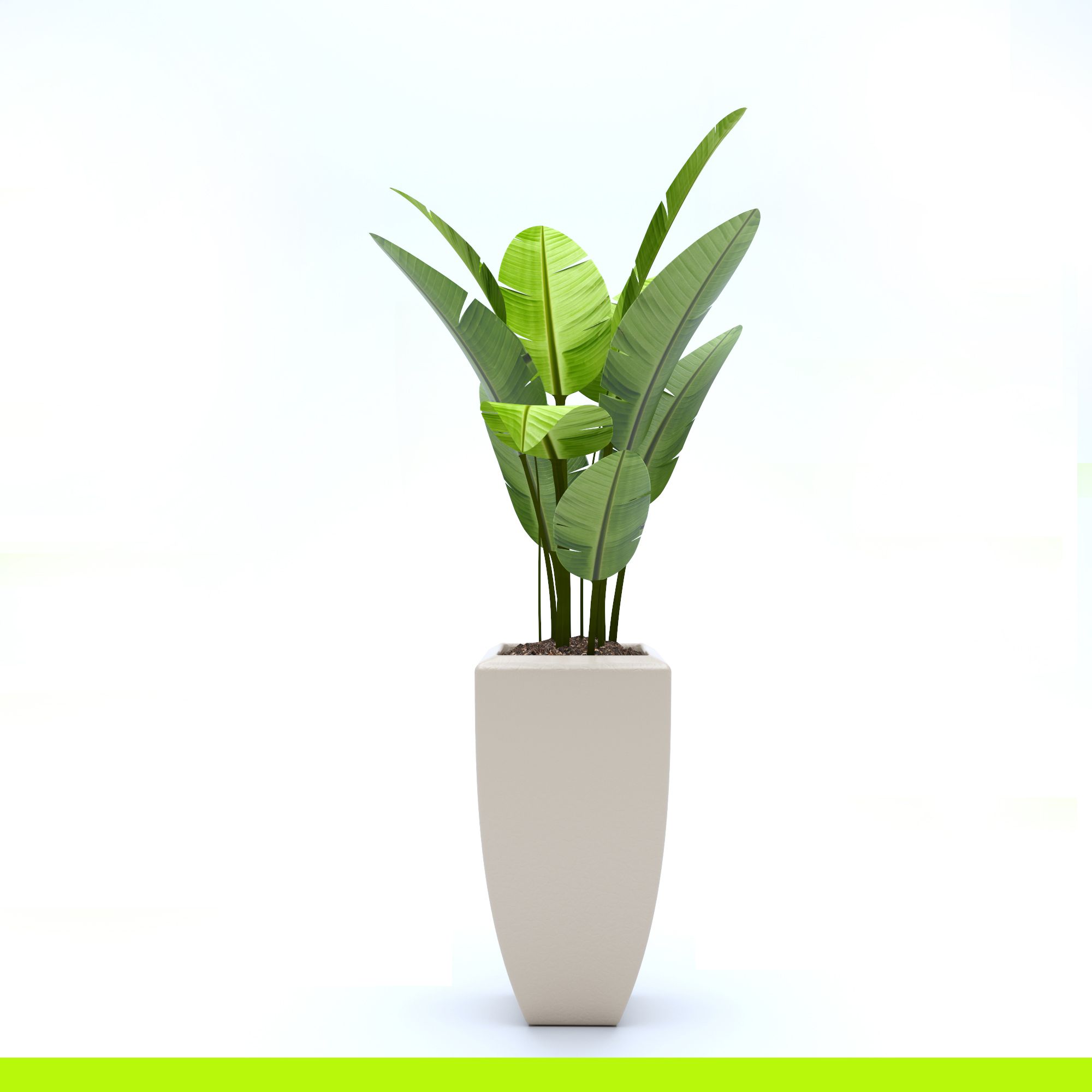 Plante ficus 3d model