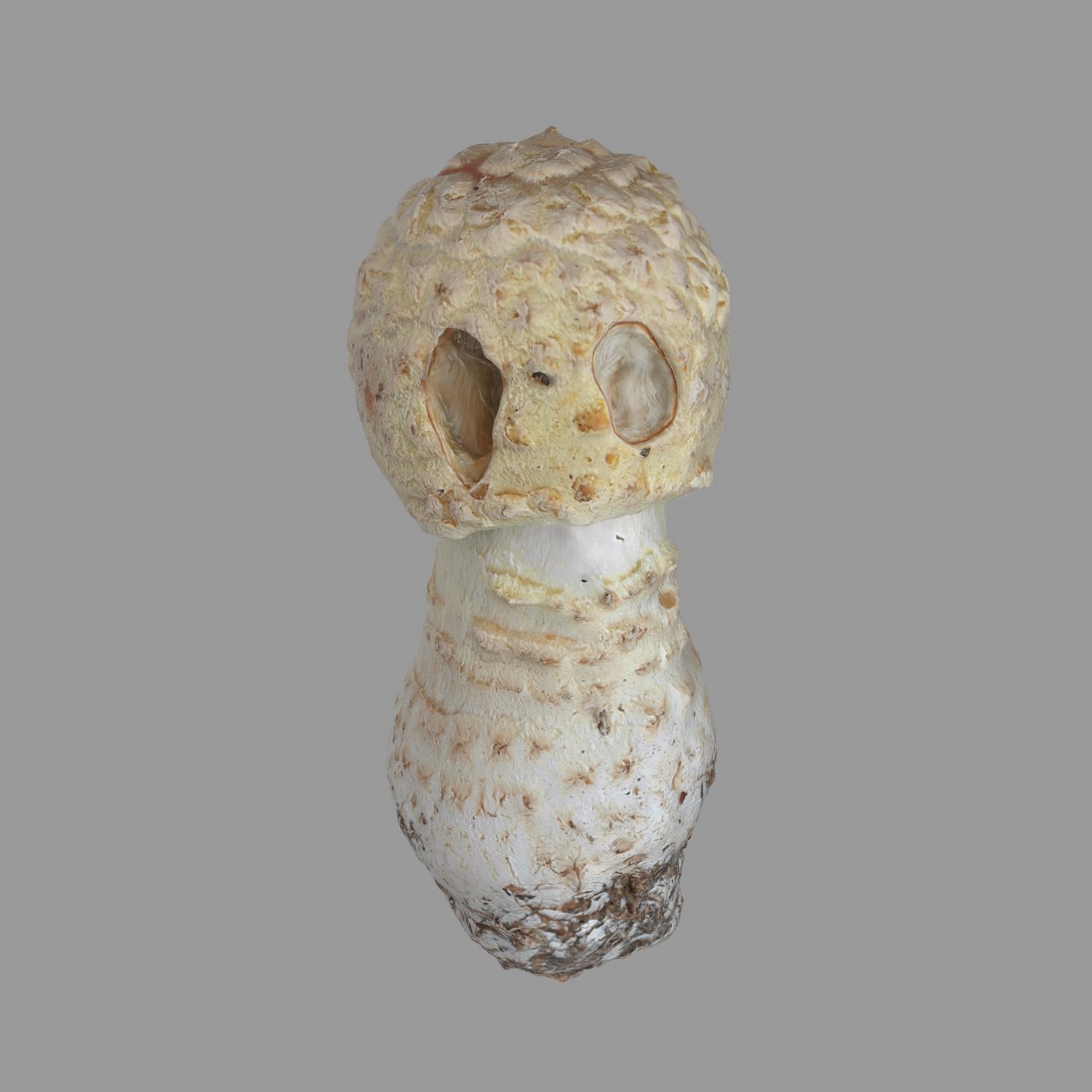 Champignon 05 3d model