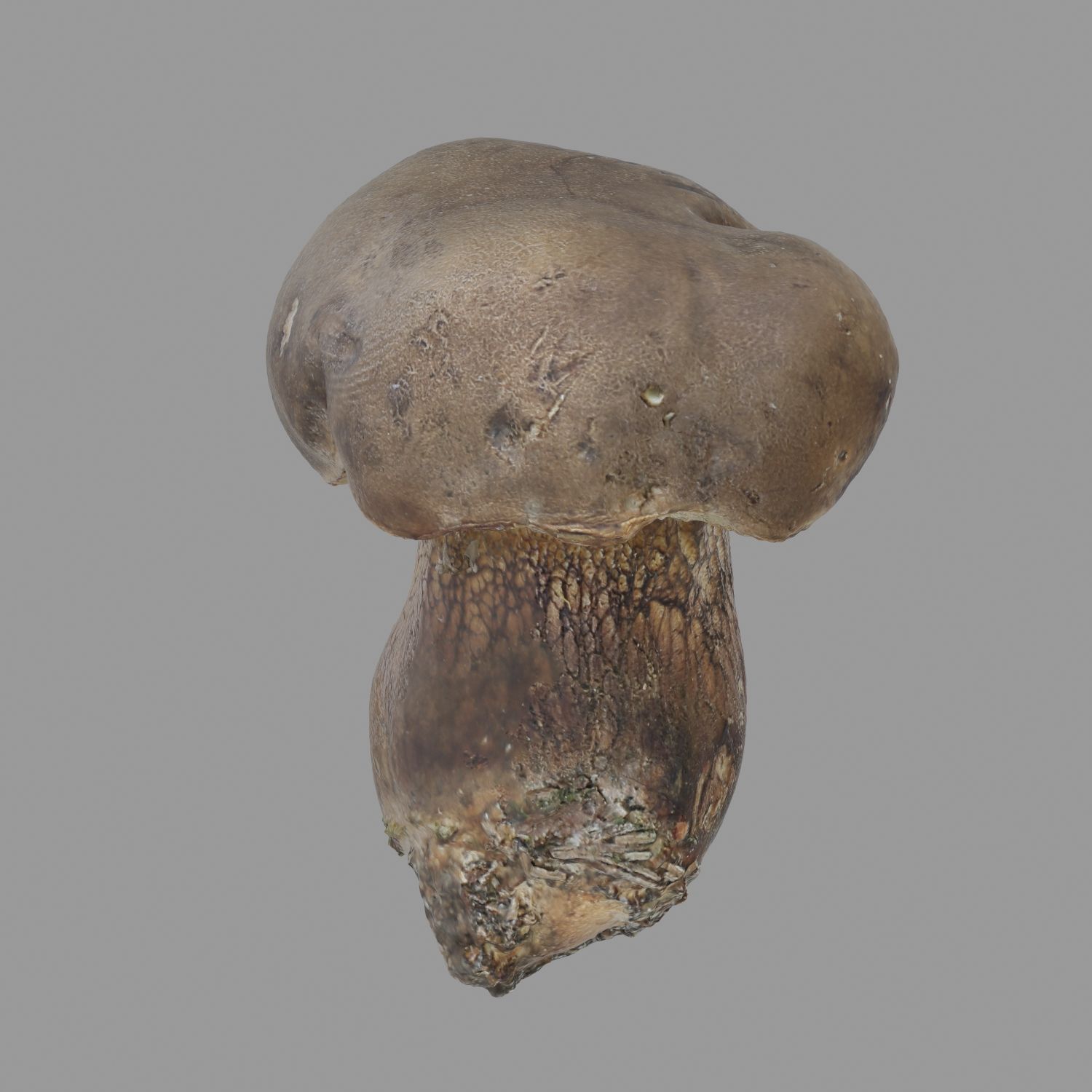 Champignon 03 3d model