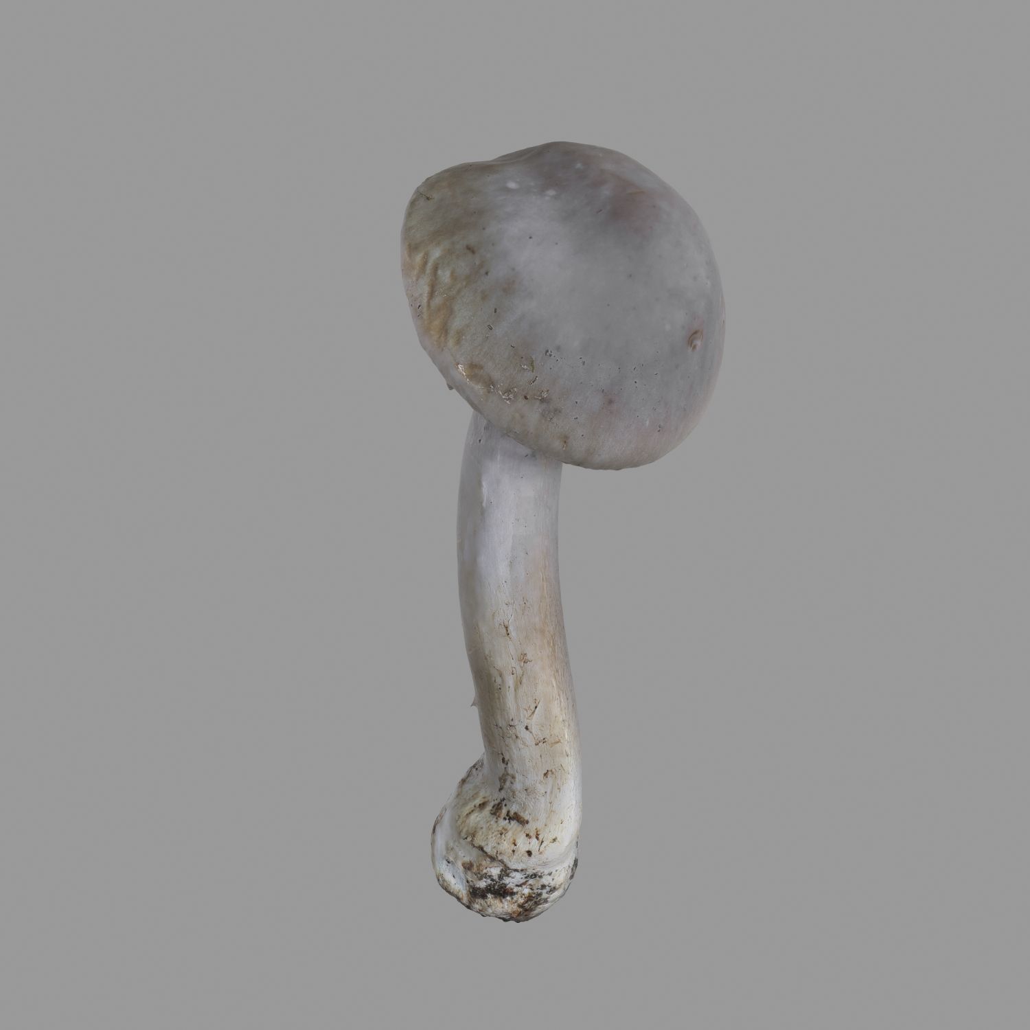 Champignon 10 3d model