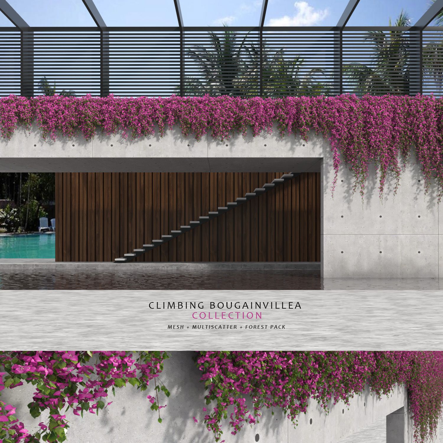 Climbing Bougainvillea Collection (+GrowFx) 3d model