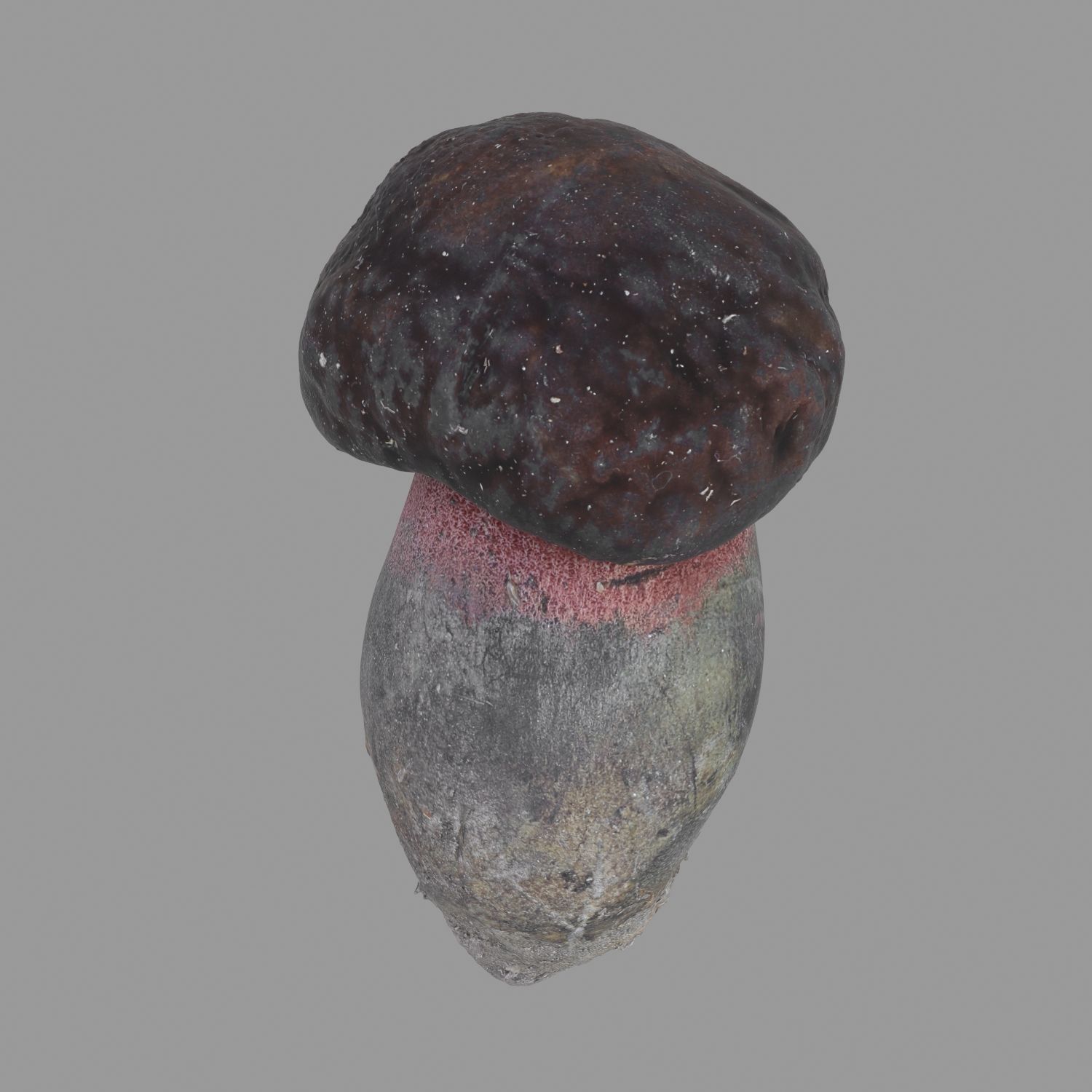 Champignon 30 3d model