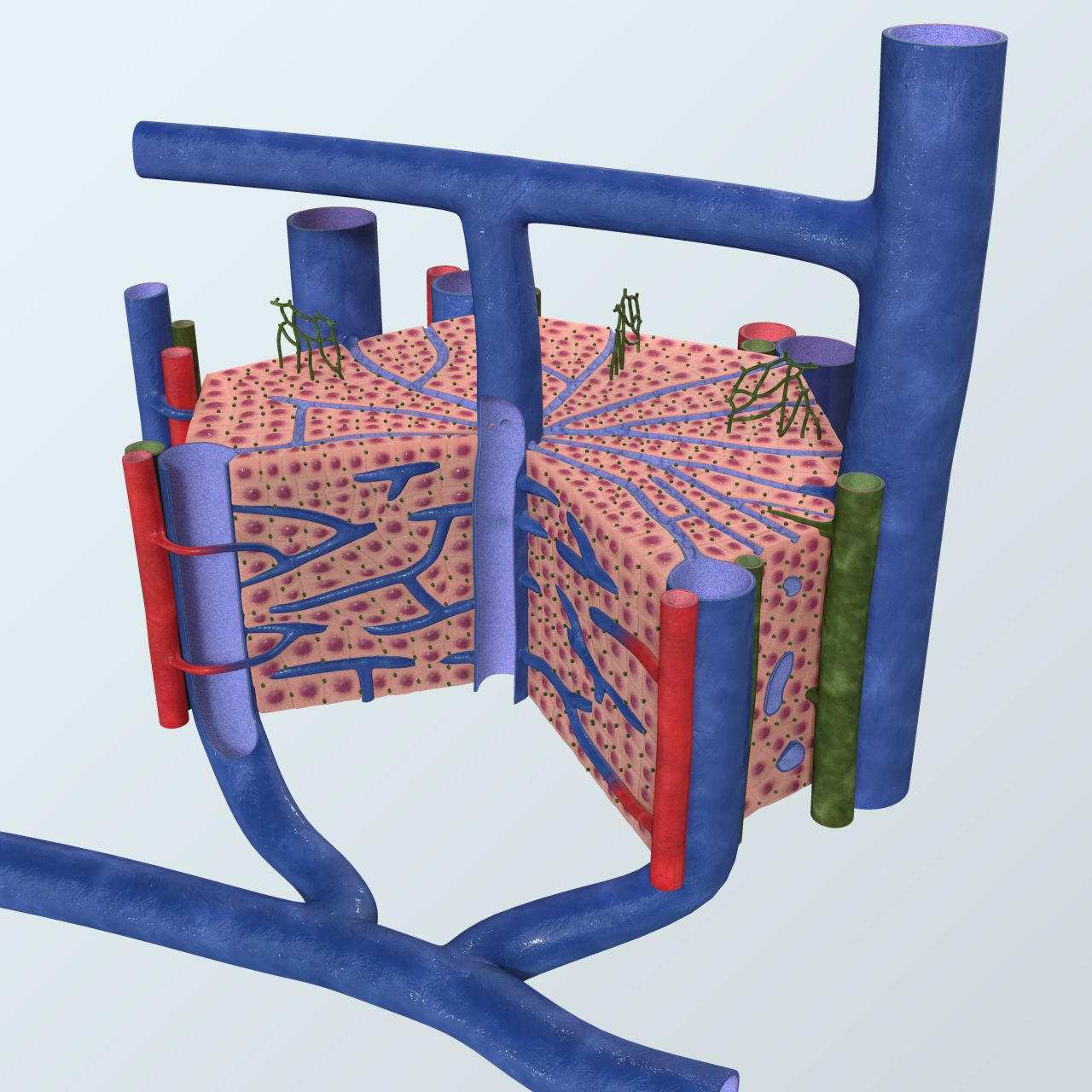 Anatomía realista del lóbulo hepático modelo 3d