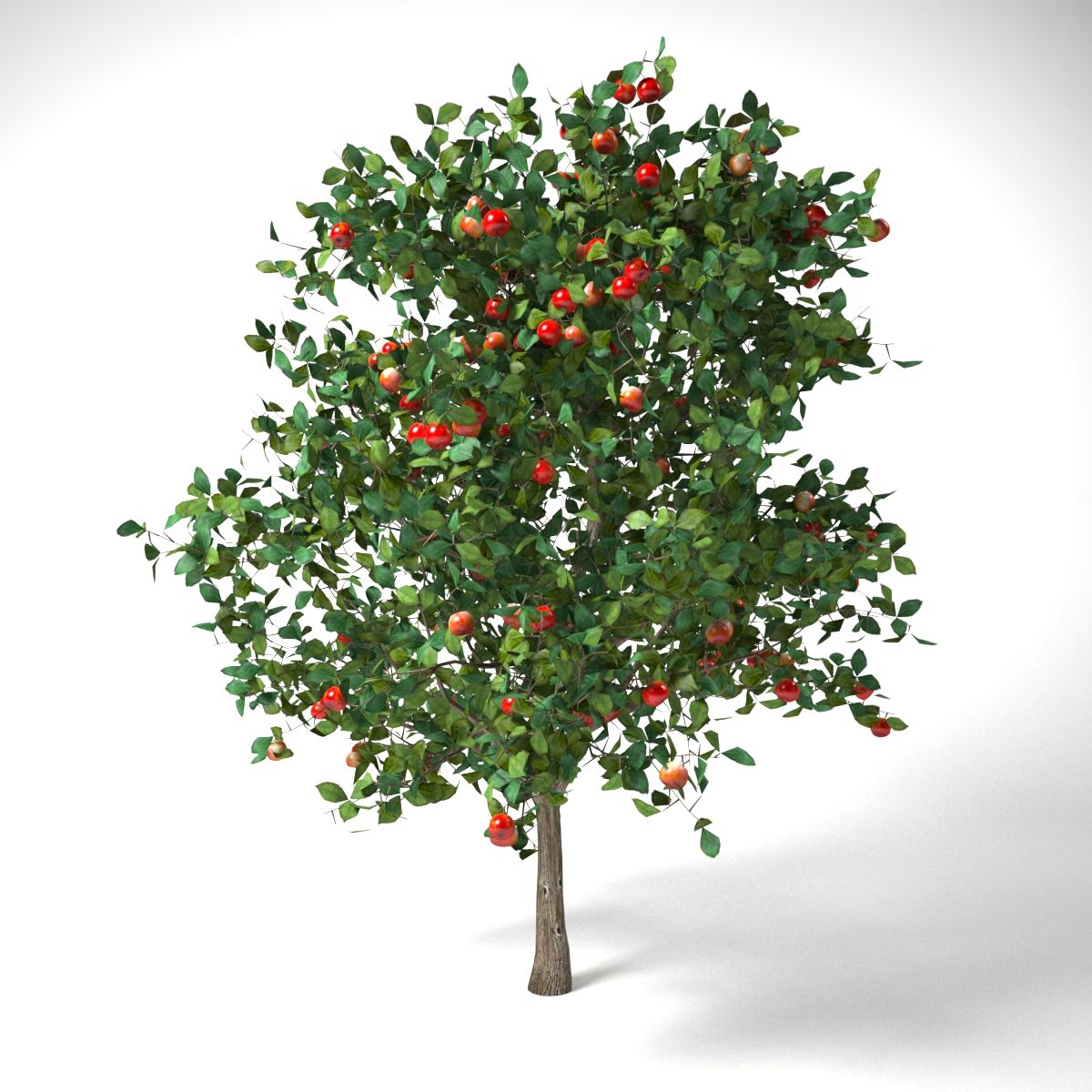 malus 3.7米苹果树 3d model