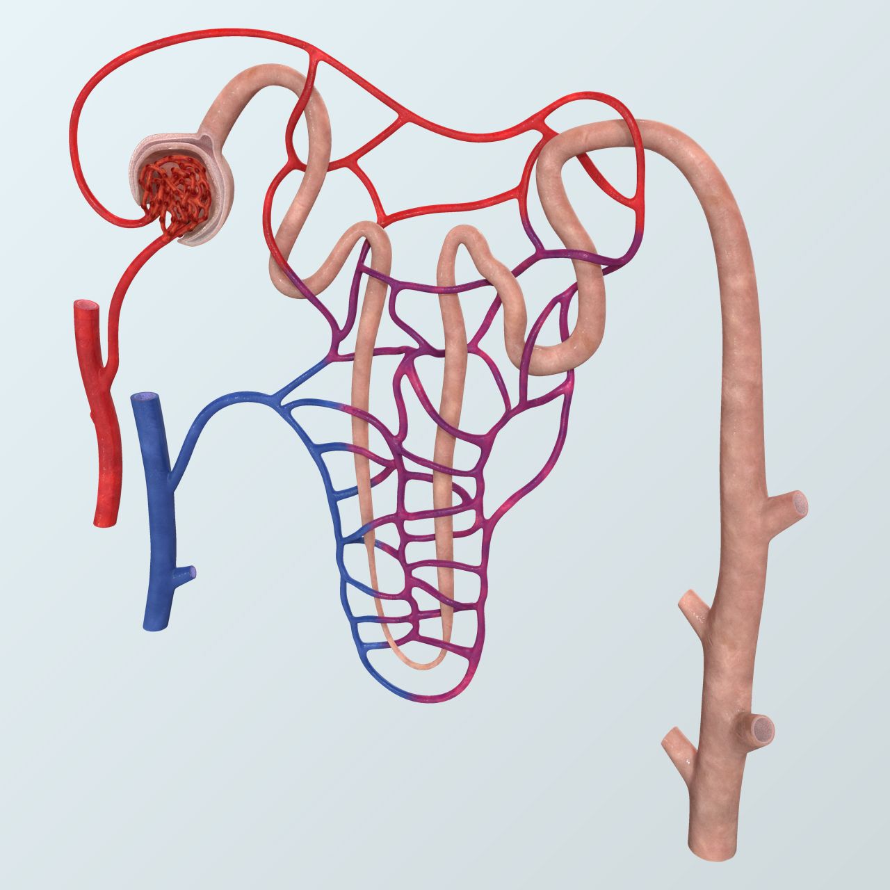 Anatomía realista de la nefrona royalty-free modelo 3d - Preview no. 2