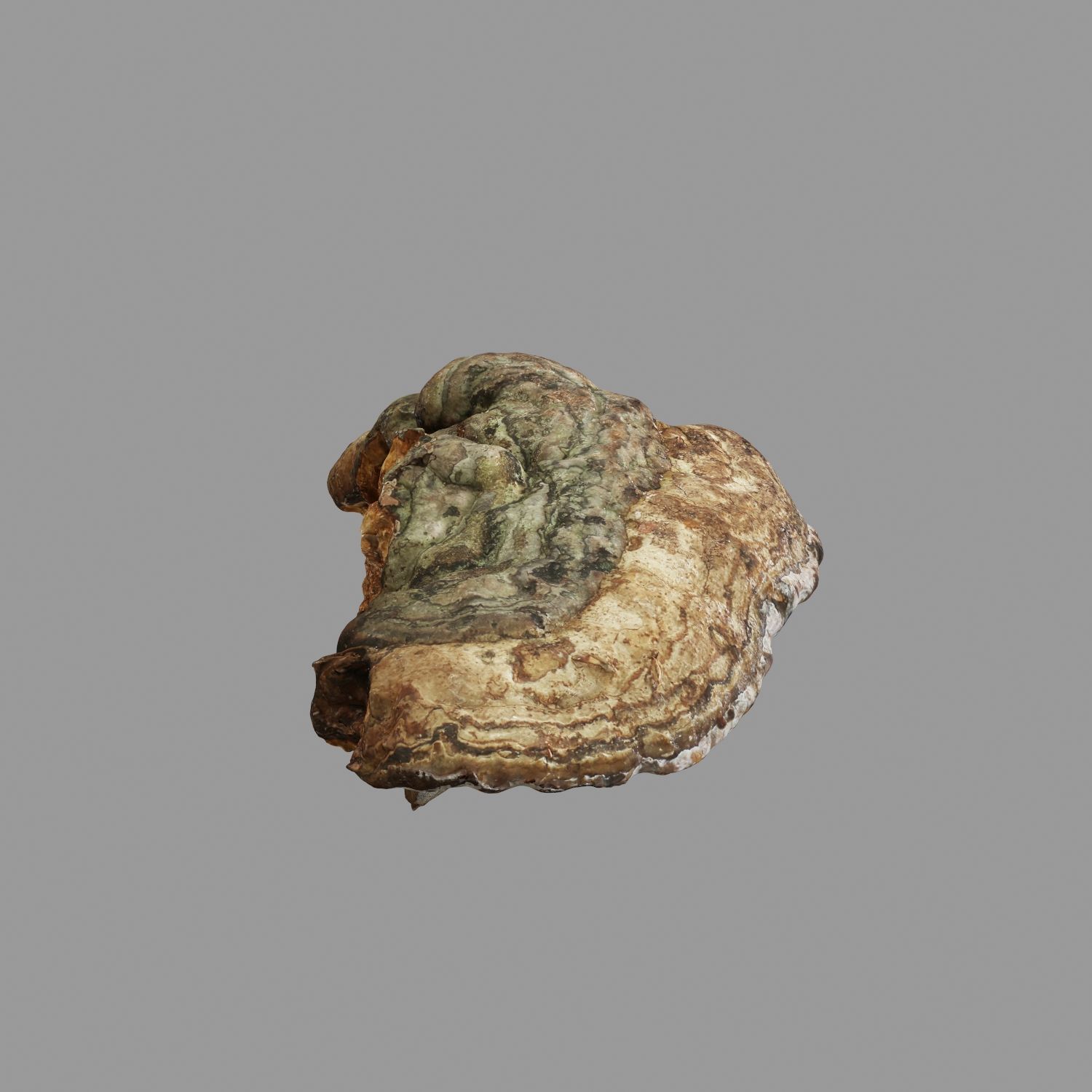 Champignon 17 royalty-free 3d model - Preview no. 4