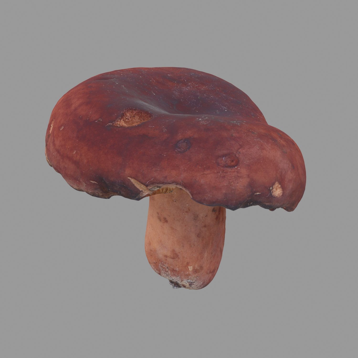 Champignon 28 3d model