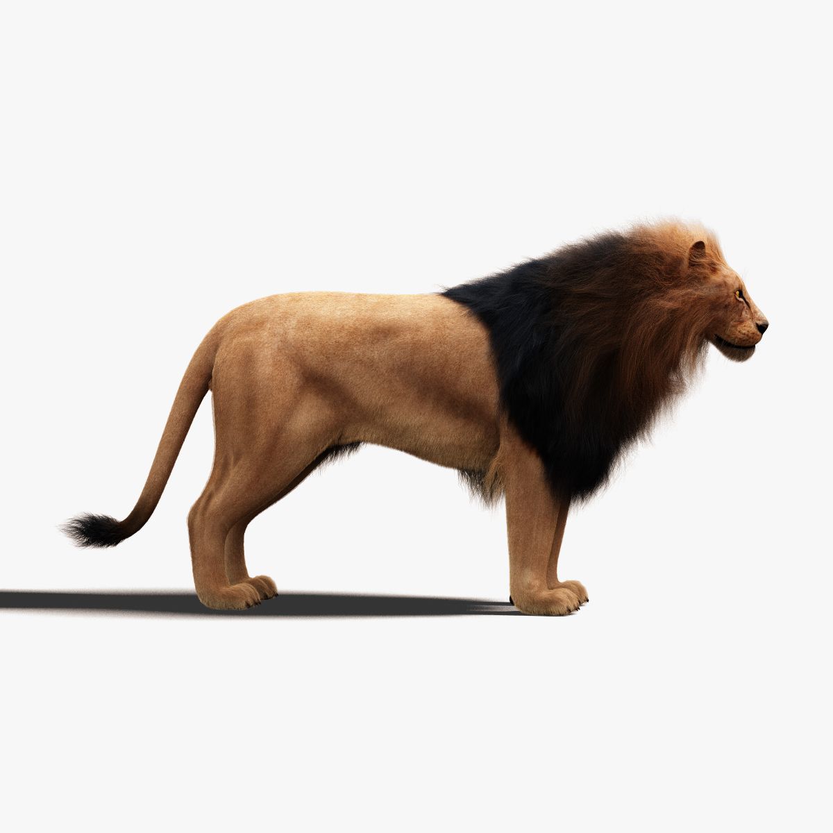 Lion (Pelliccia) 3d model