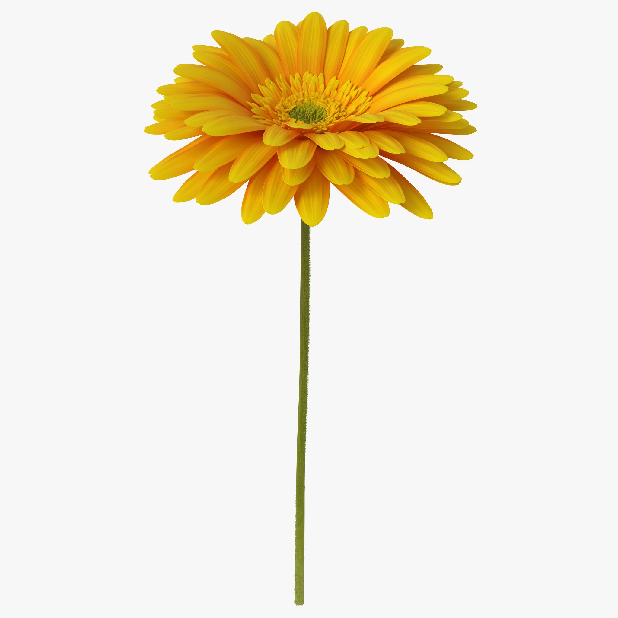 Yellow Gerbera Flower 3d model