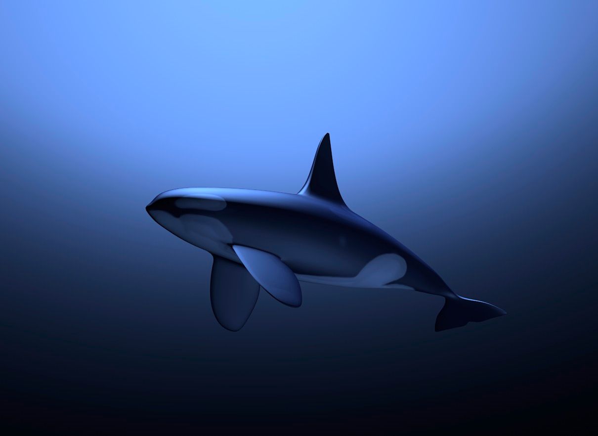 Orca 3d model