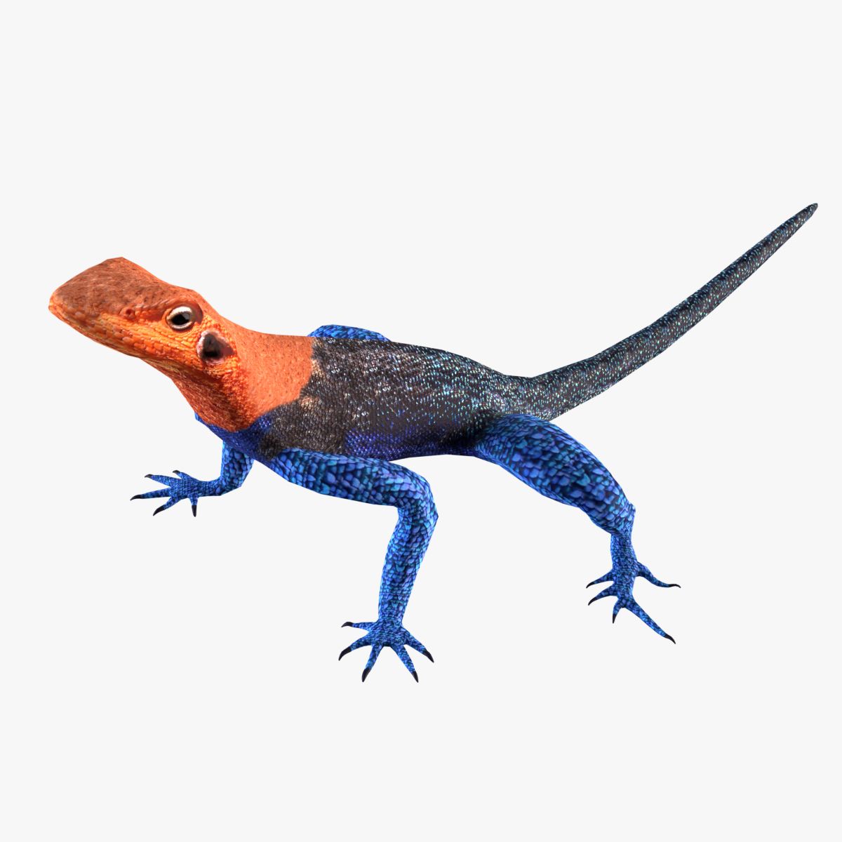 Lagarto Agama modelo 3d