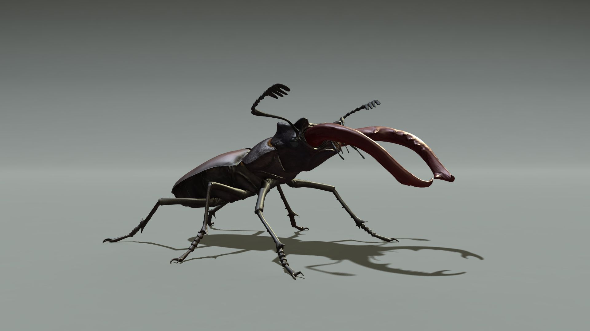 Stag beetle 3d model