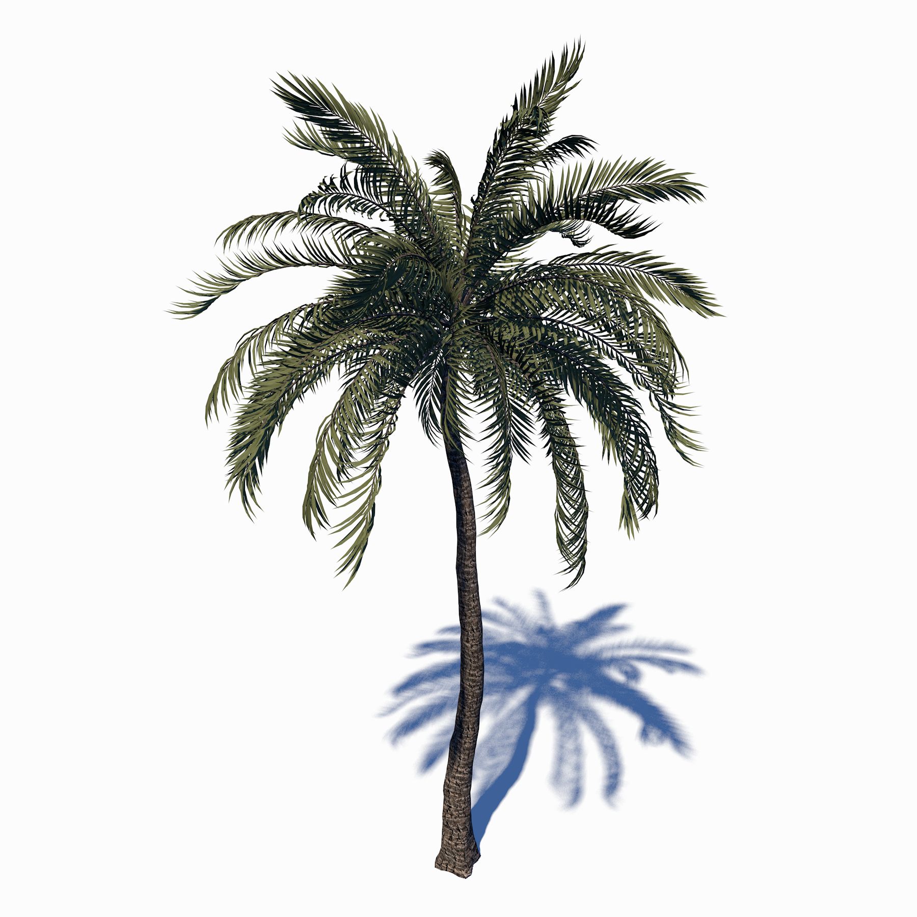 Beach Palm Tree 3d model