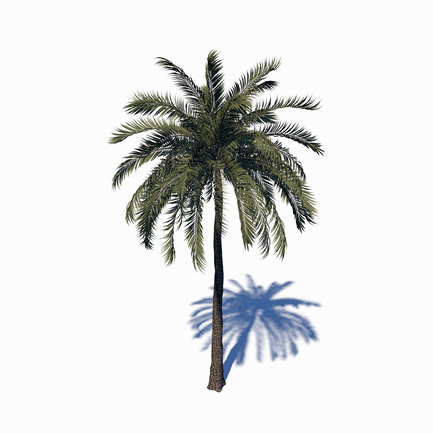 Beach Palm Tree 3d model