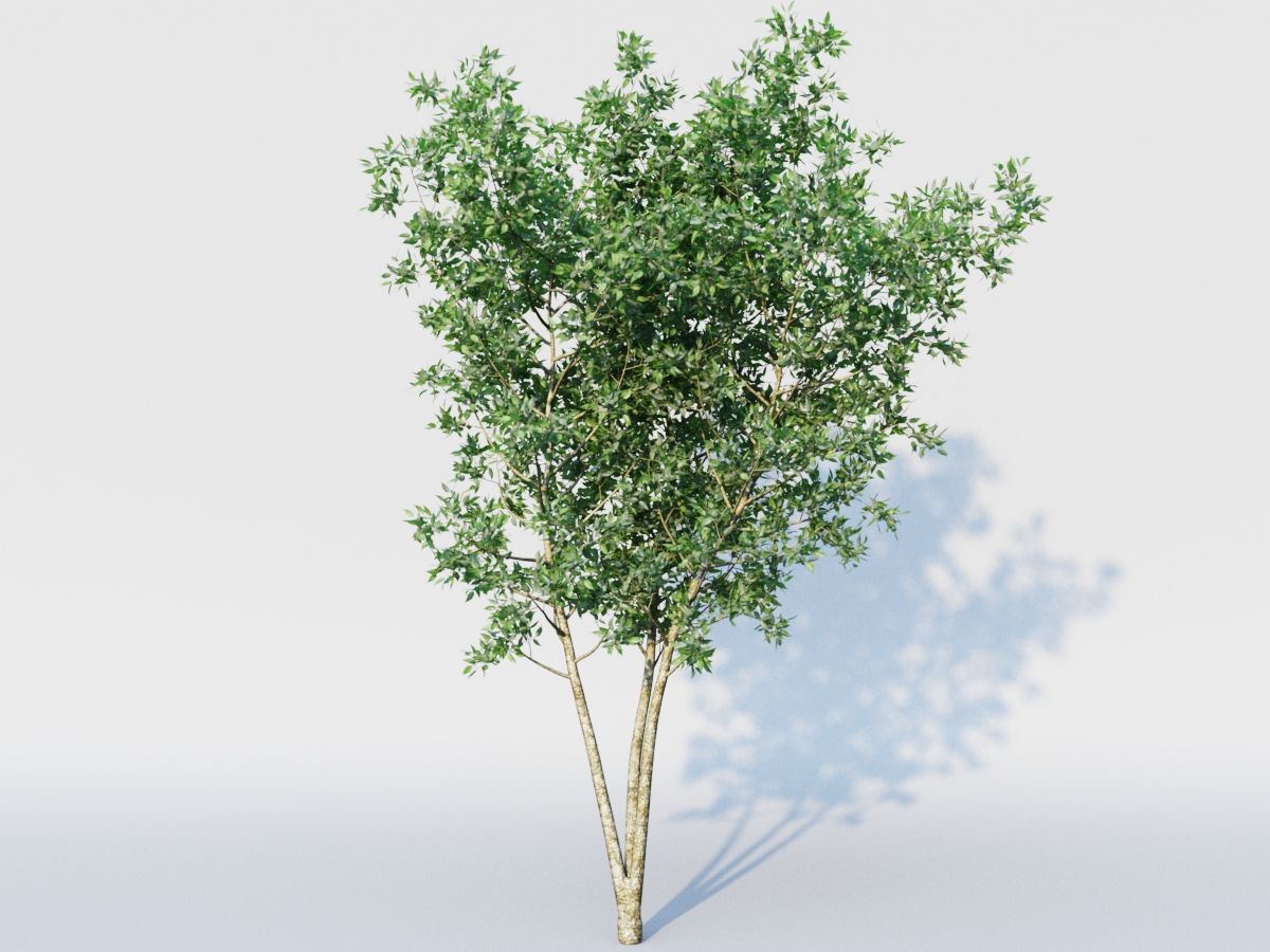 plant tree 3d model