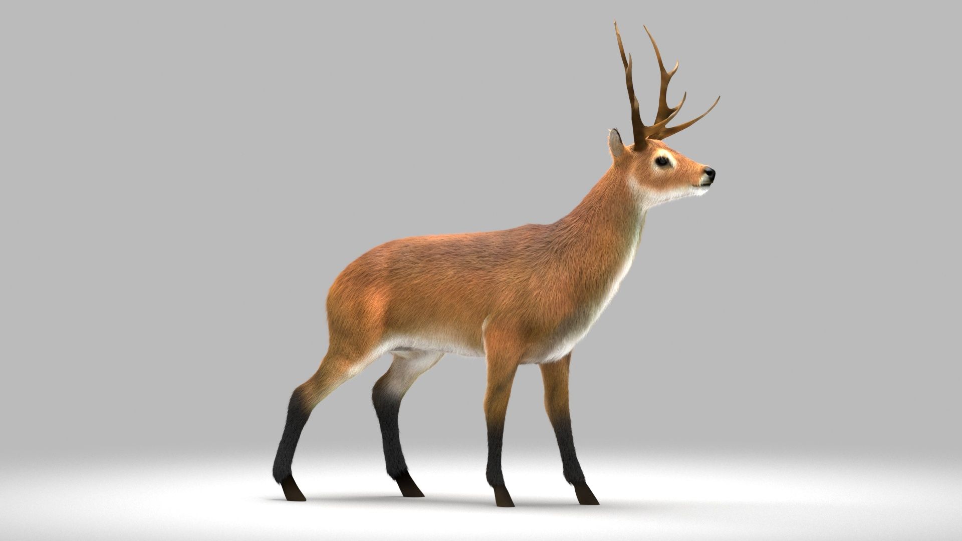 deer 3d model