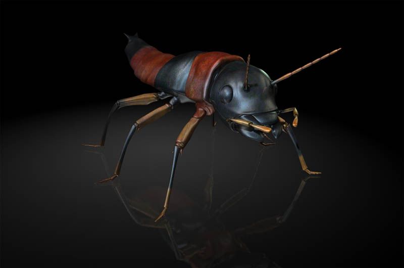 rove beetle / Staphylinidae / insects 3d model