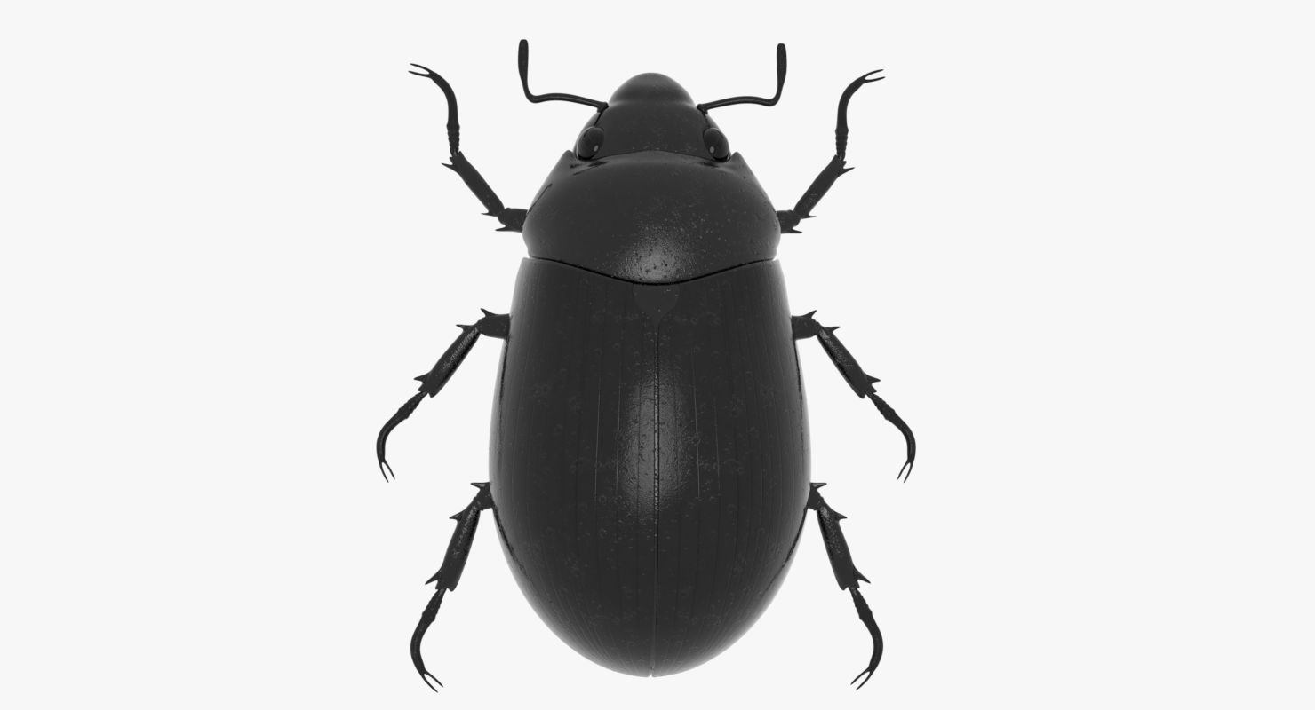 Scarab  Beetle 3d model