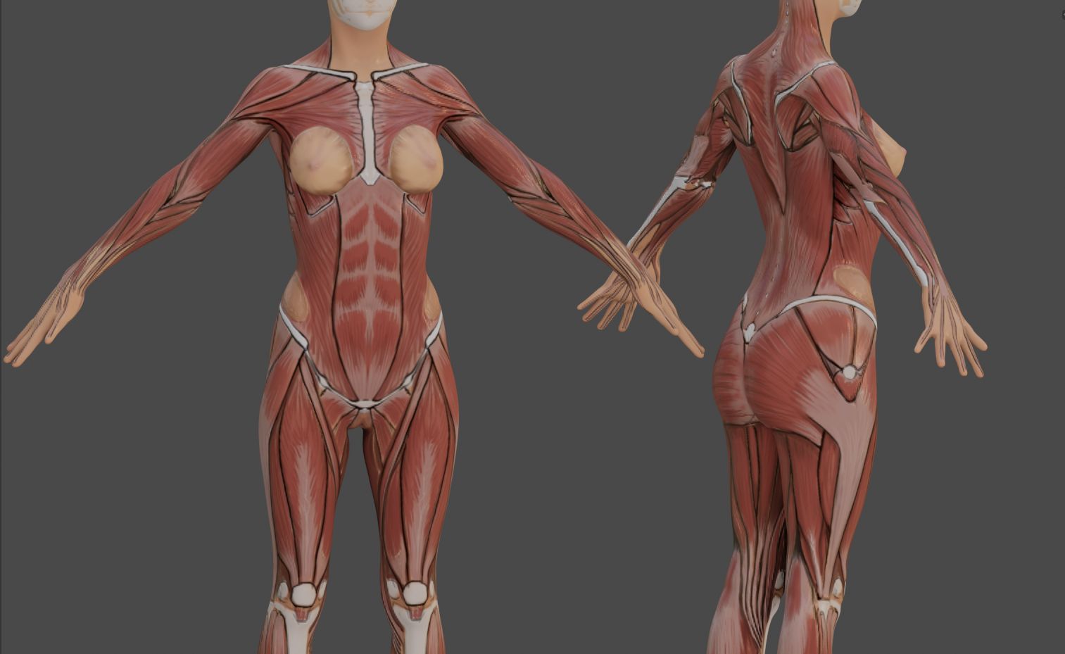 Female Anatomy Reference 3d model