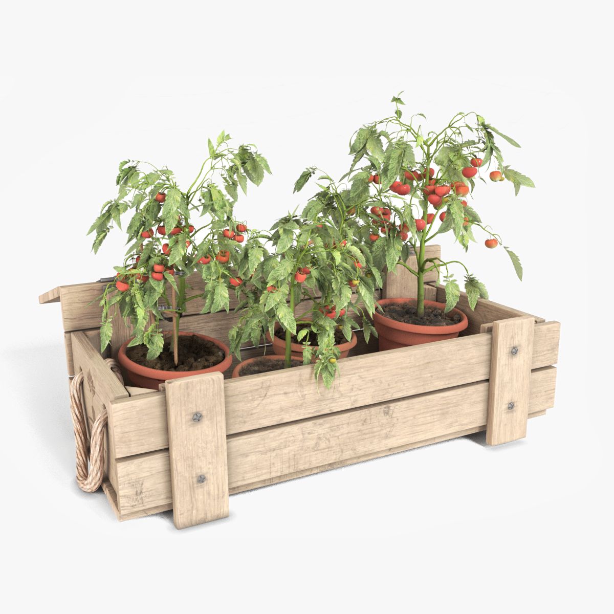 Plants de tomates dans une caisse en bois 3d model