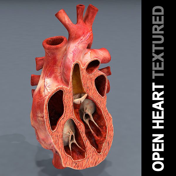 Coeur ouvert texturé 3d model