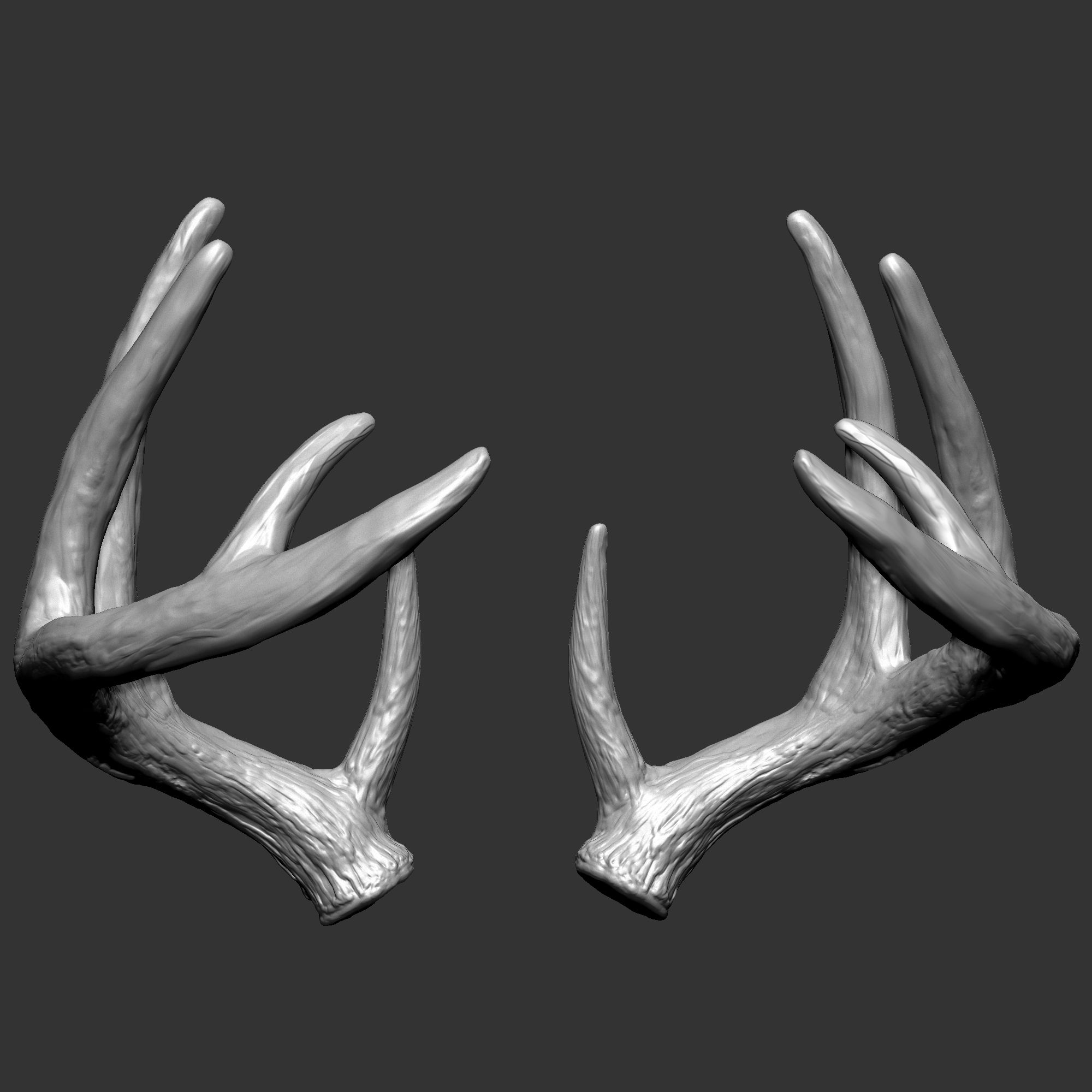 White-tailed Deer - Virginia Deer Horns 3d model