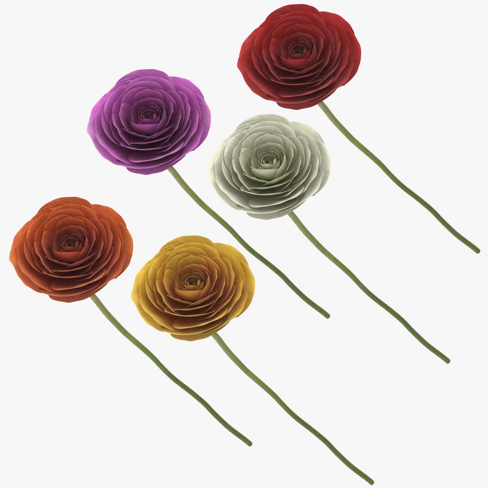 Colección Ranunculus Asiaticus modelo 3d