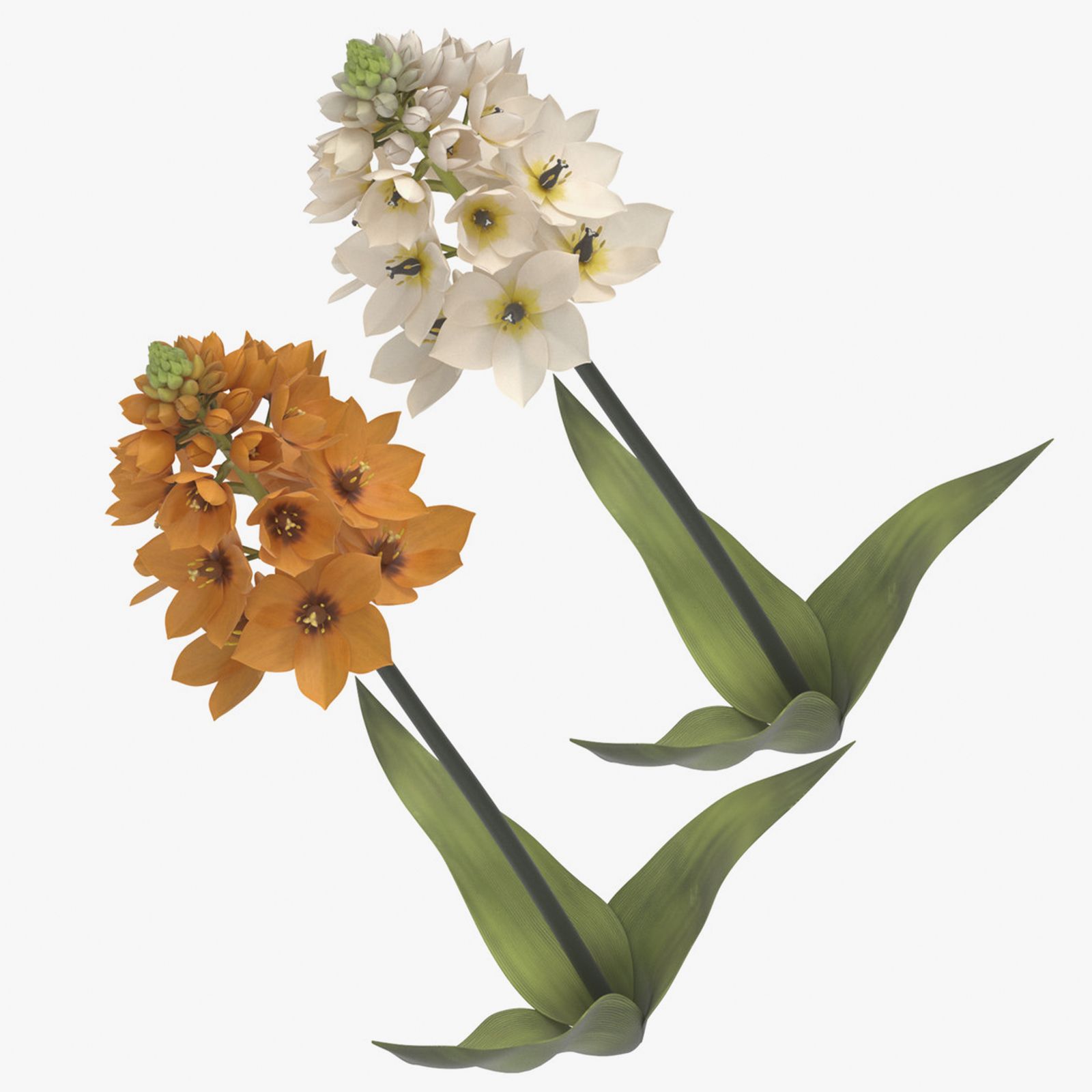 Colección Ornithogalum modelo 3d