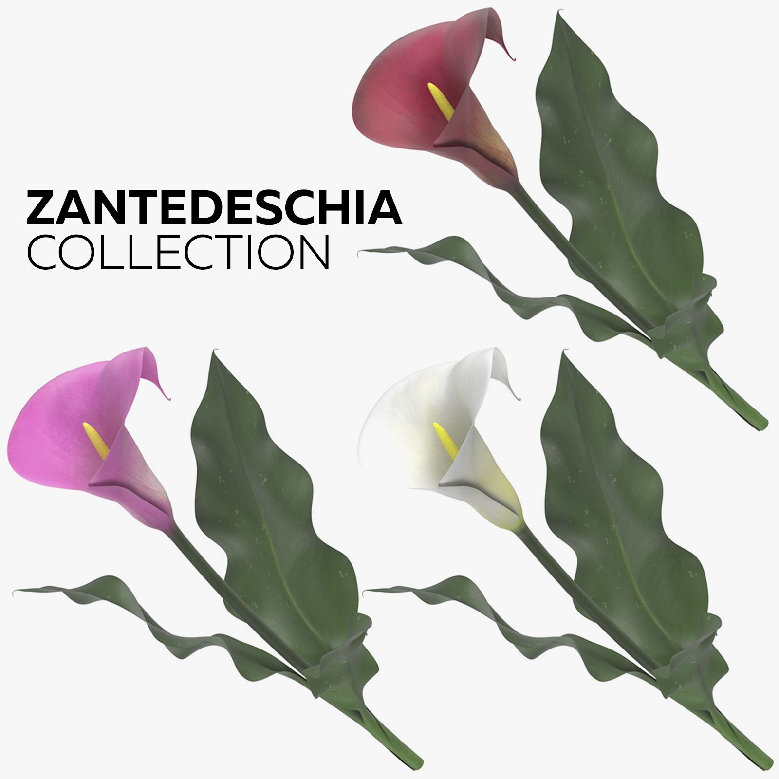 Colección Zantedeschia modelo 3d