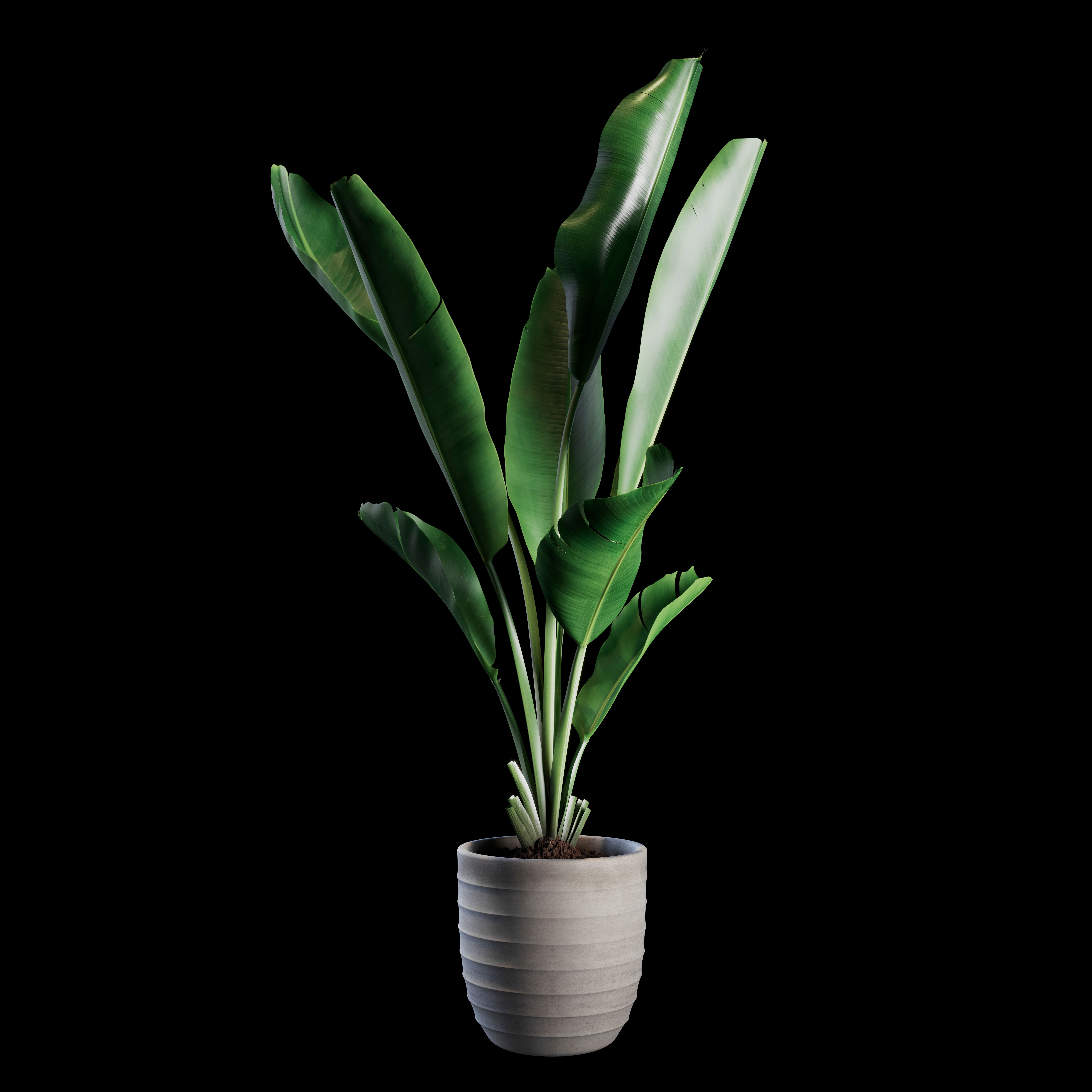 Indoor Plants Set 01 3d model