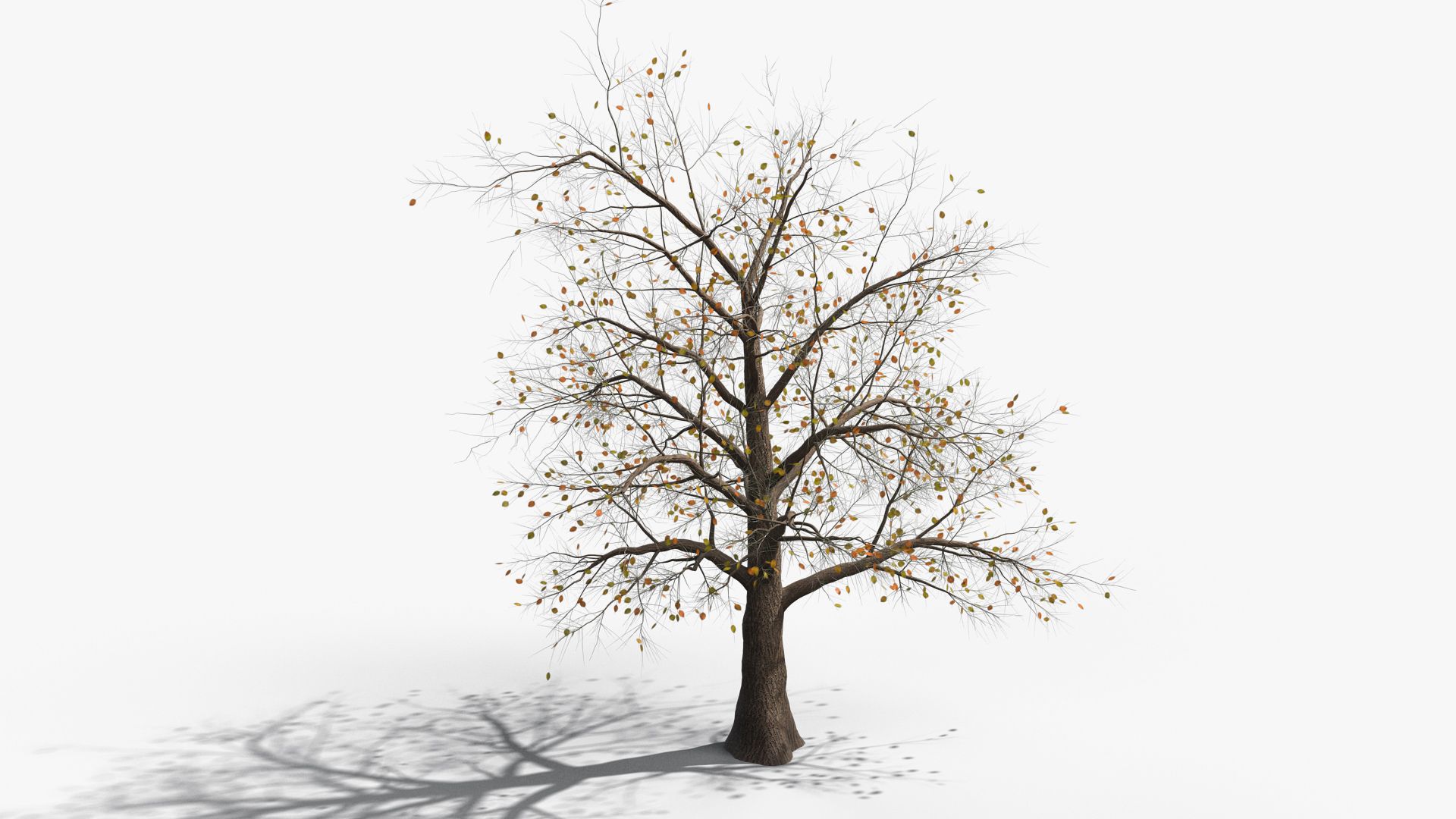 Tree 003 (Fall) 3d model