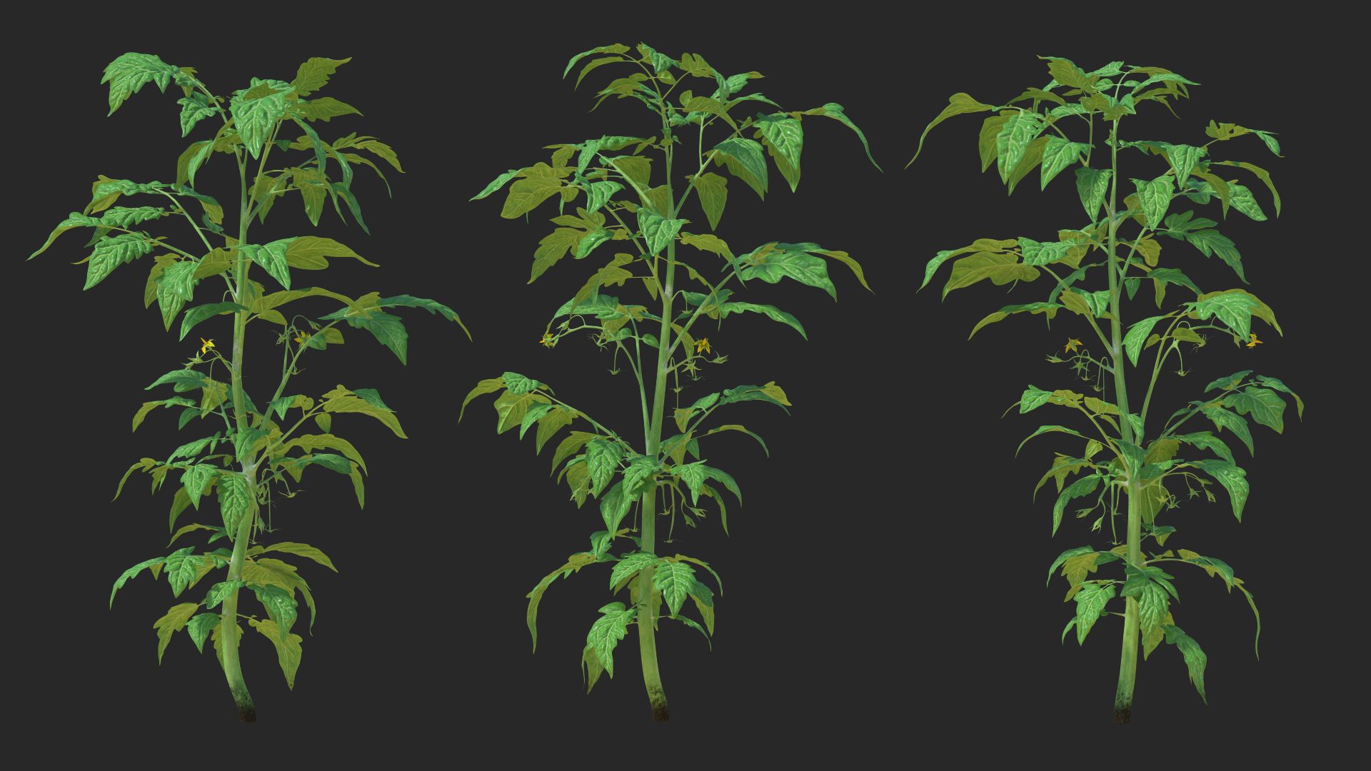 Jeune plant de tomate royalty-free 3d model - Preview no. 3