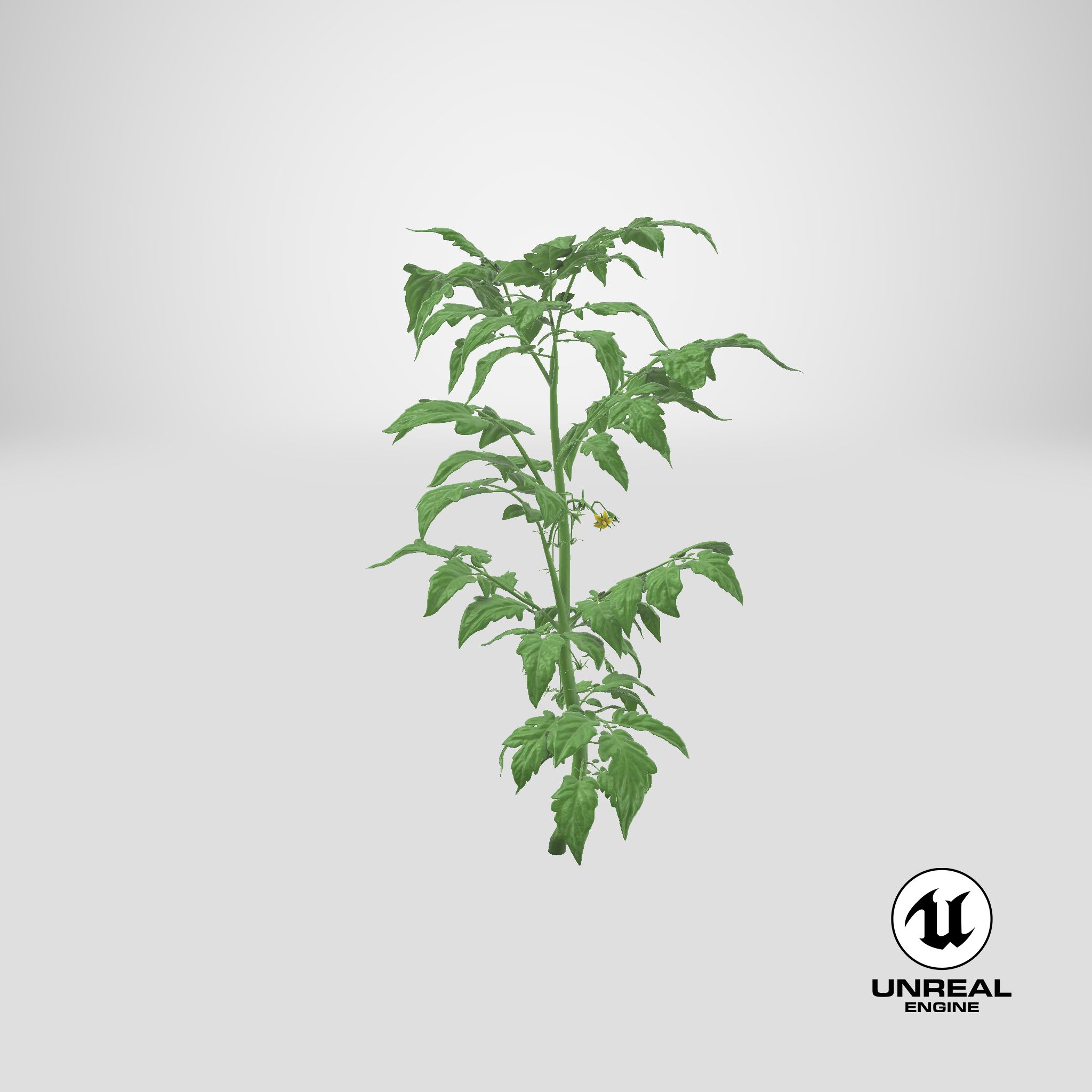 Jeune plant de tomate royalty-free 3d model - Preview no. 26