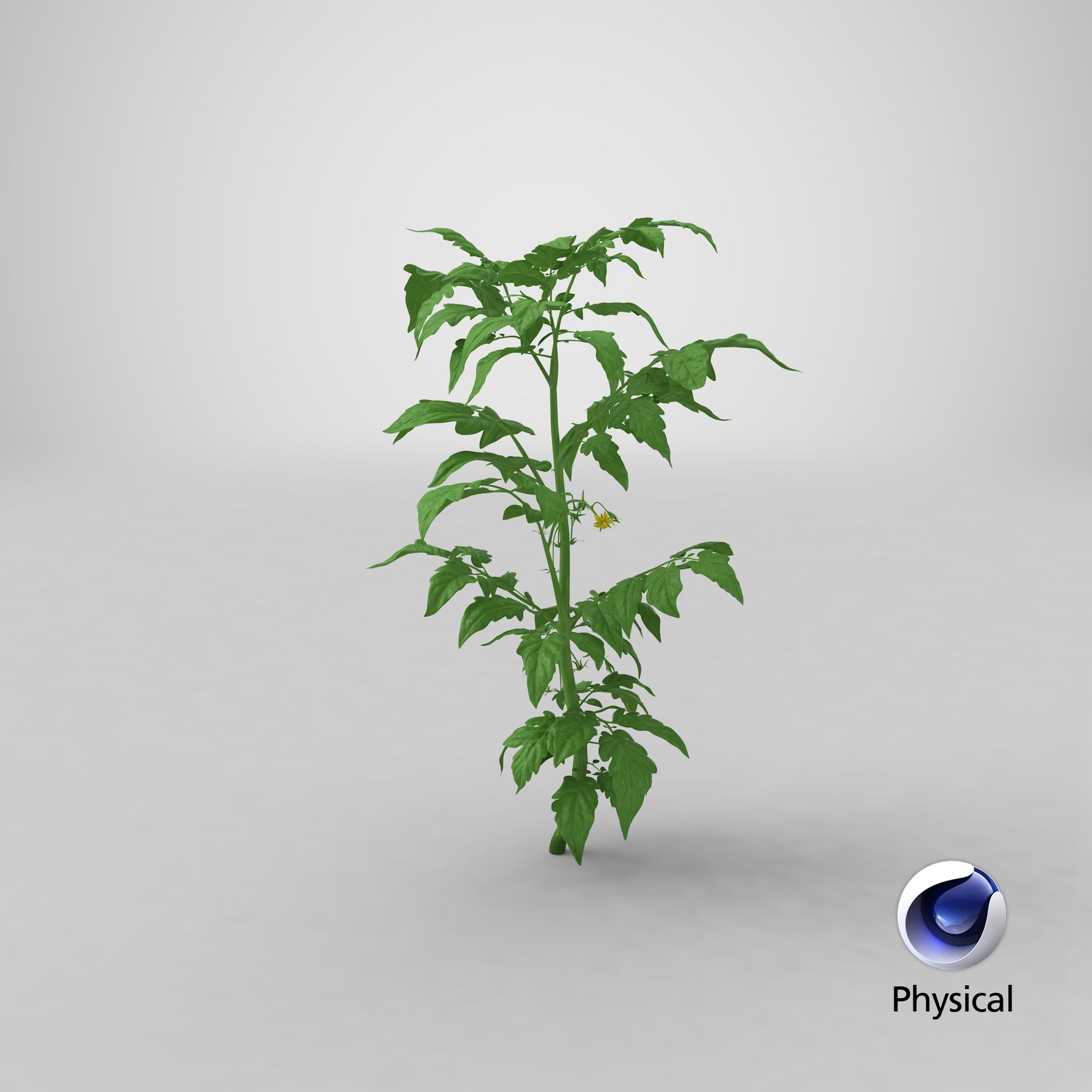 Jeune plant de tomate royalty-free 3d model - Preview no. 23