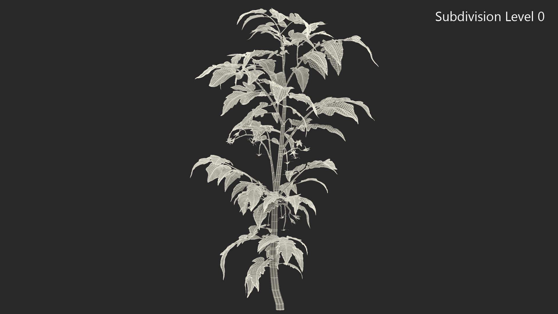 Jeune plant de tomate royalty-free 3d model - Preview no. 11