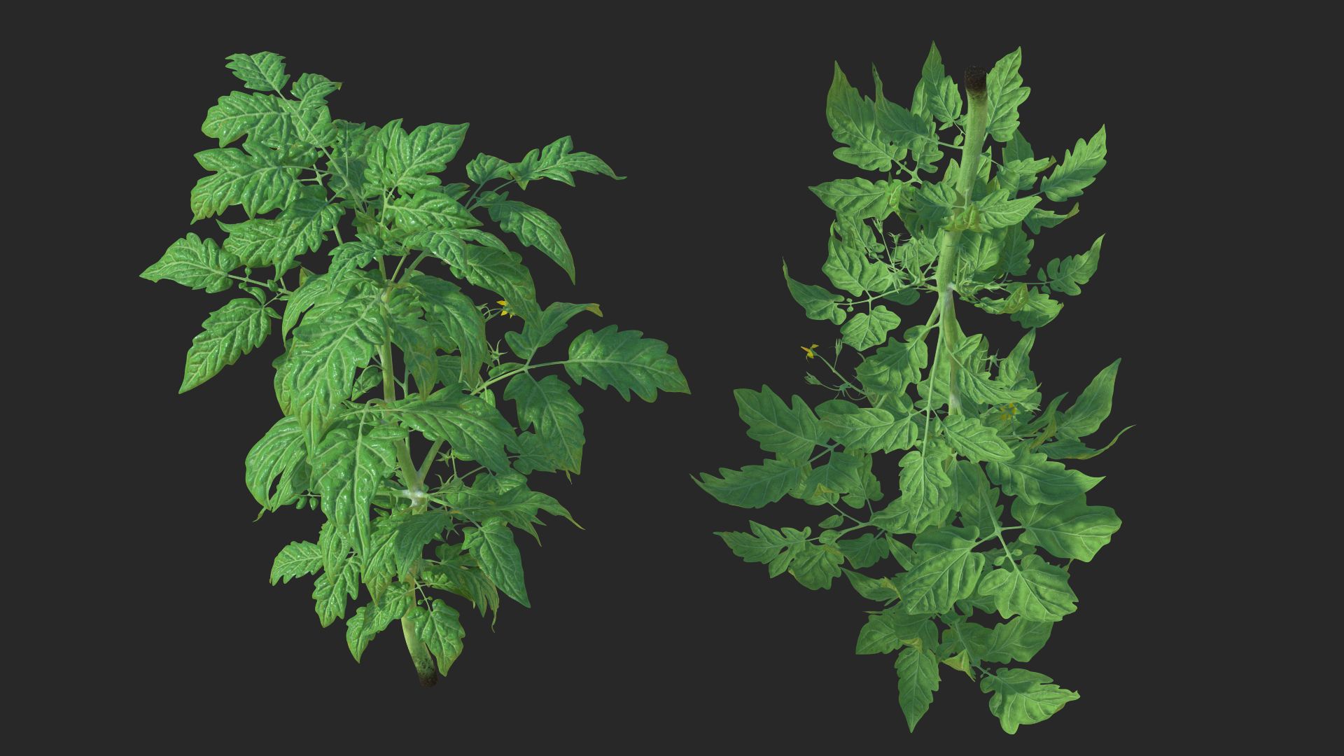 Jeune plant de tomate royalty-free 3d model - Preview no. 5