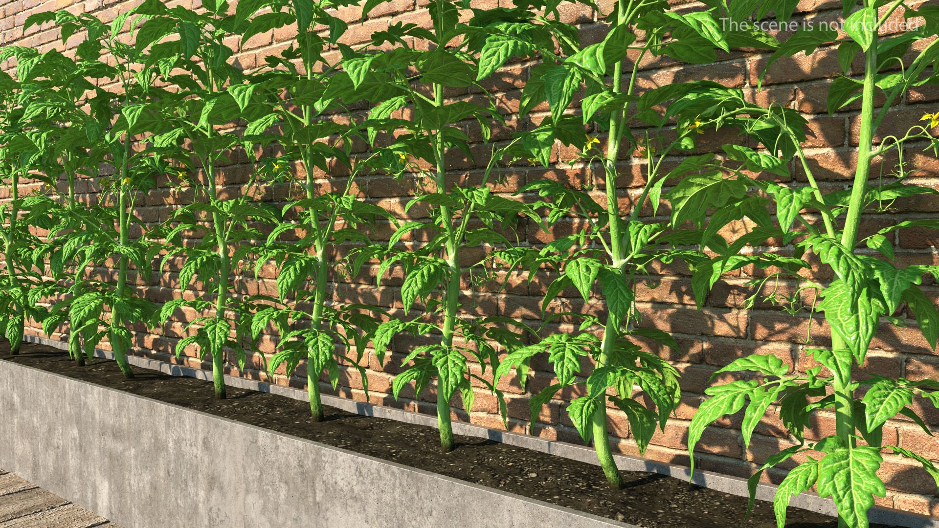 Jeune plant de tomate royalty-free 3d model - Preview no. 4