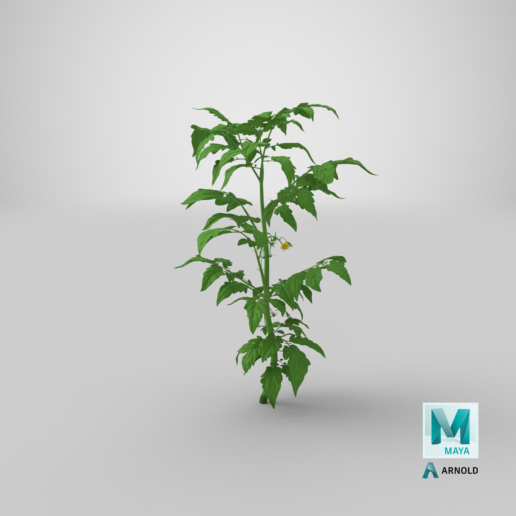 Jeune plant de tomate royalty-free 3d model - Preview no. 30