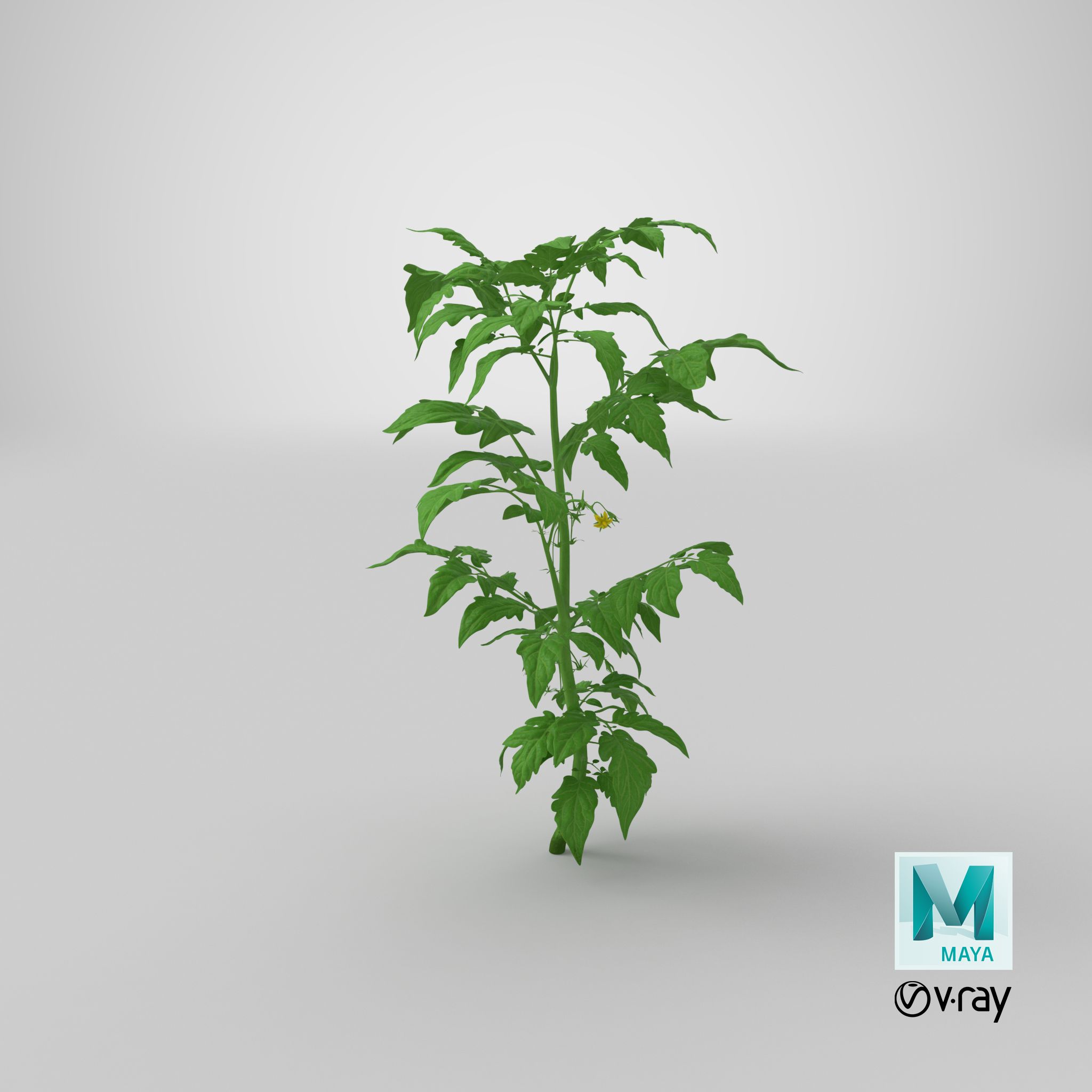 Jeune plant de tomate royalty-free 3d model - Preview no. 32