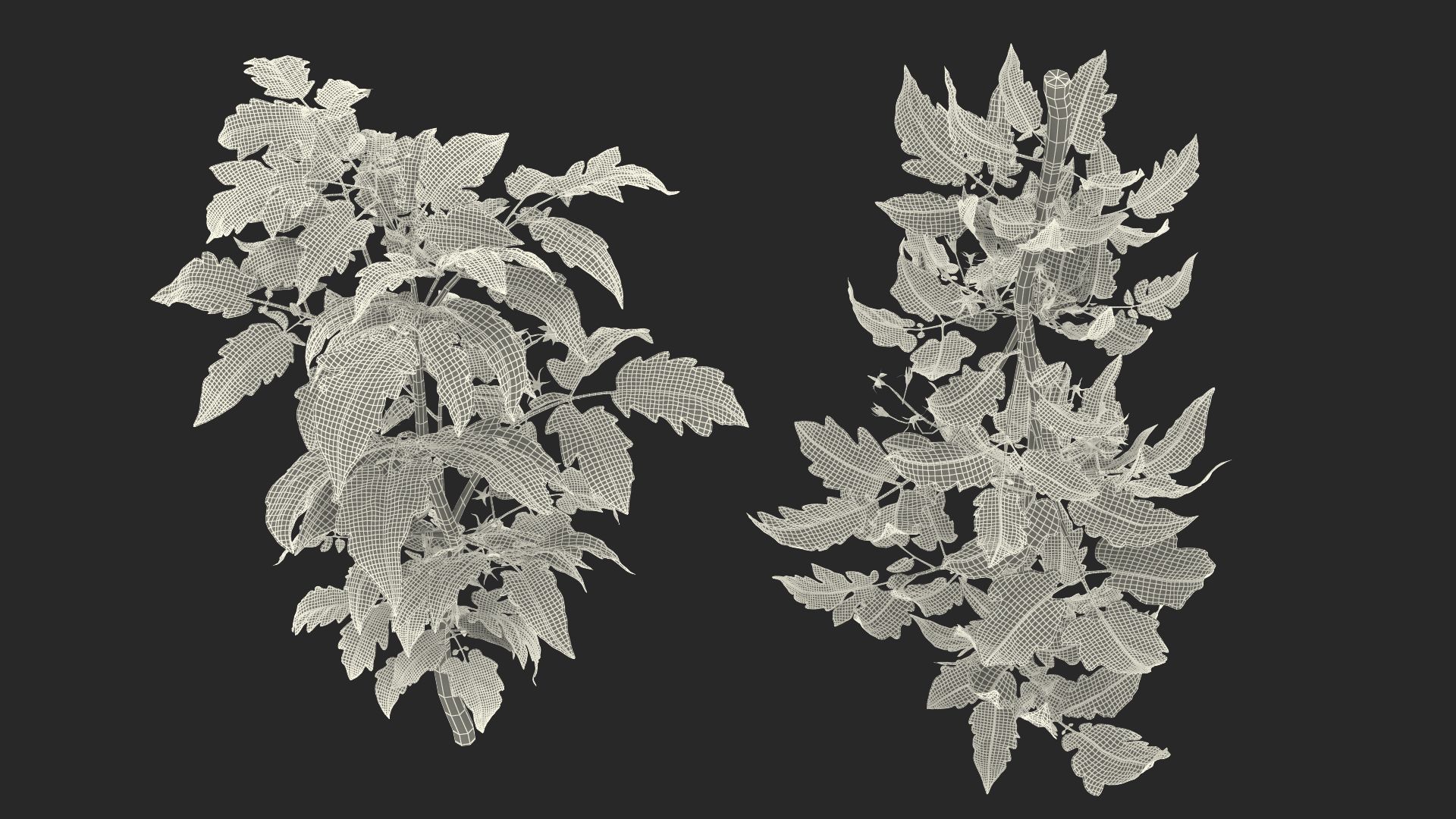 Jeune plant de tomate royalty-free 3d model - Preview no. 18