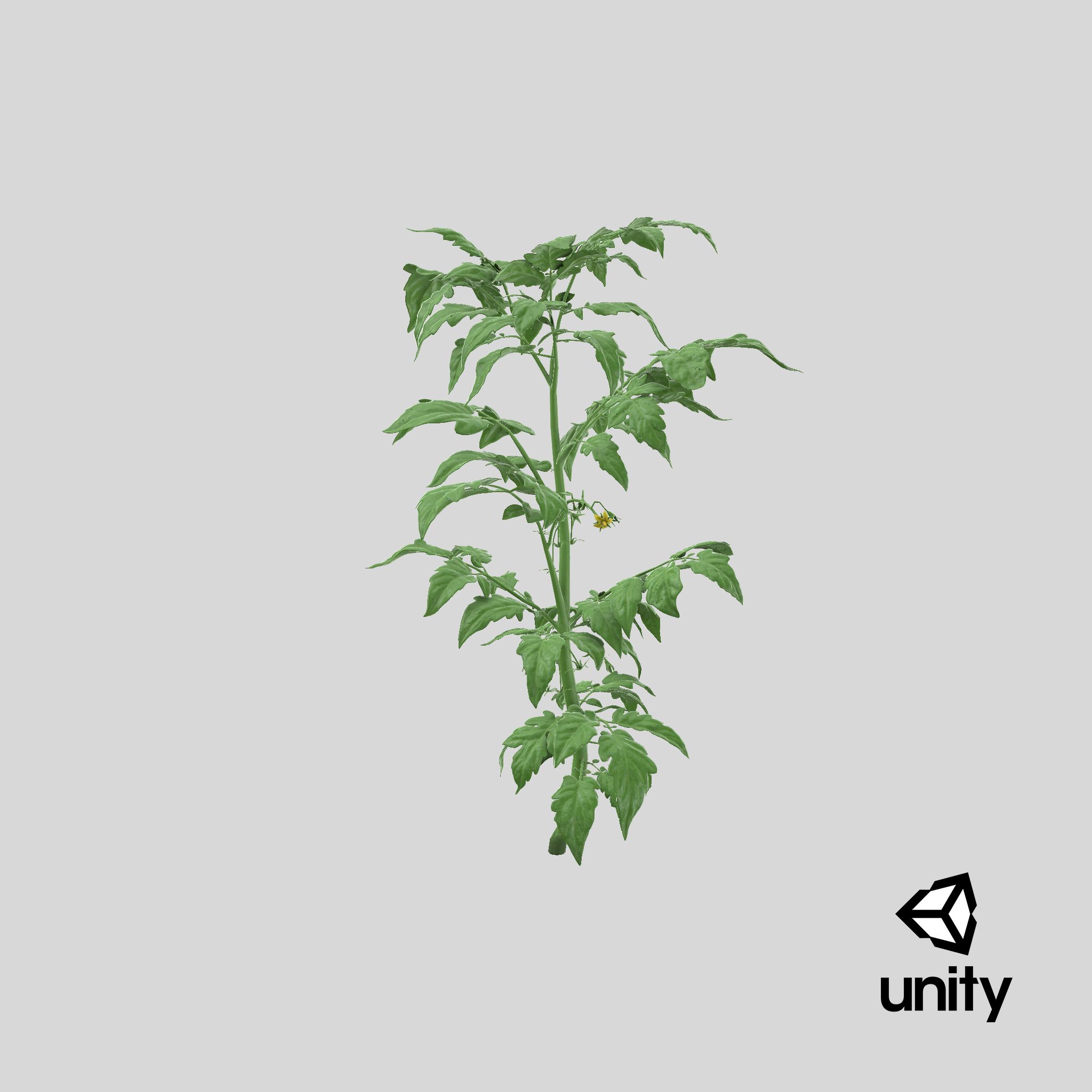 Jeune plant de tomate royalty-free 3d model - Preview no. 25