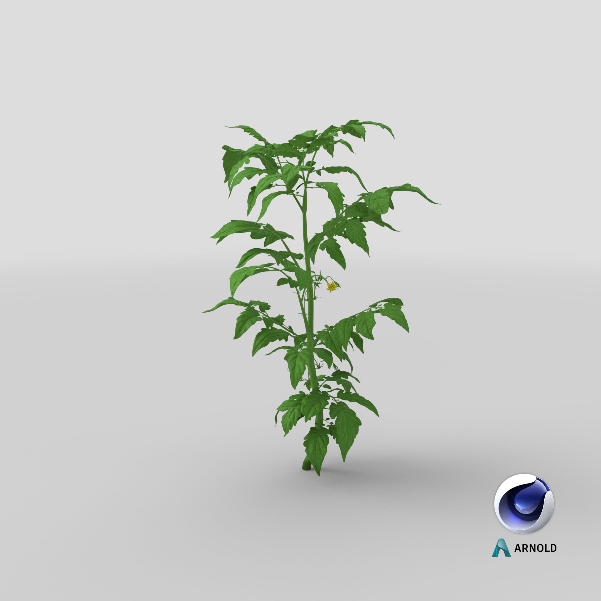 Jeune plant de tomate royalty-free 3d model - Preview no. 24