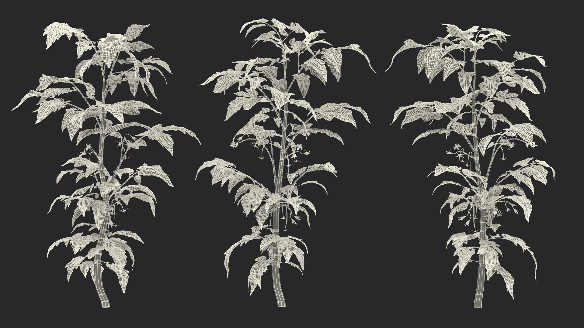 Jeune plant de tomate royalty-free 3d model - Preview no. 17